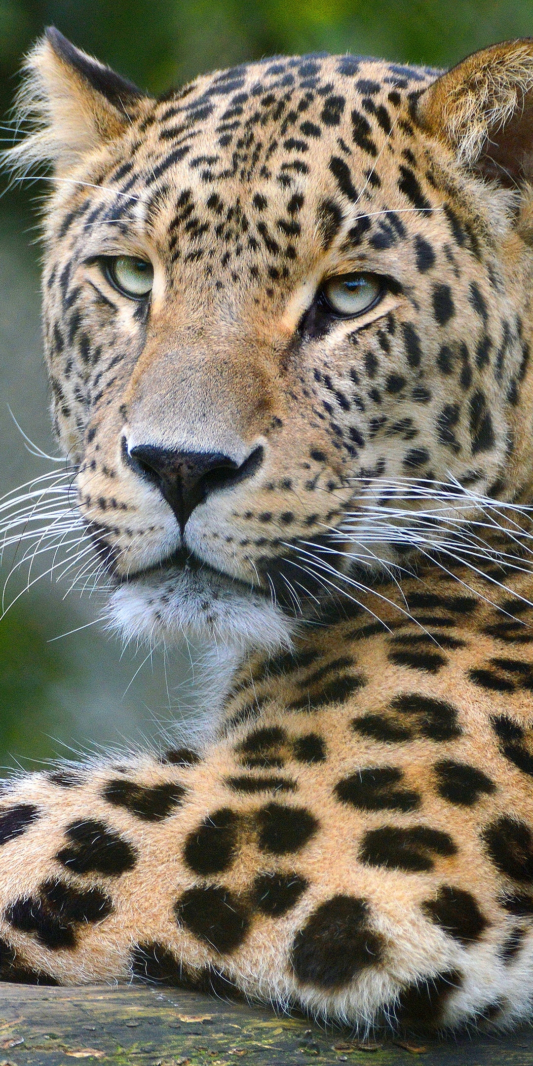 Download mobile wallpaper Cats, Leopard, Animal for free.