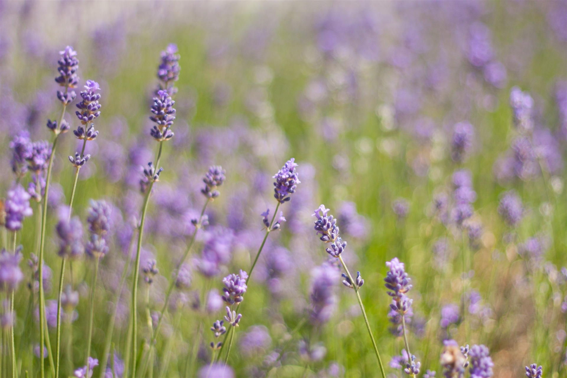 Handy-Wallpaper Lavendel, Blumen, Erde/natur kostenlos herunterladen.