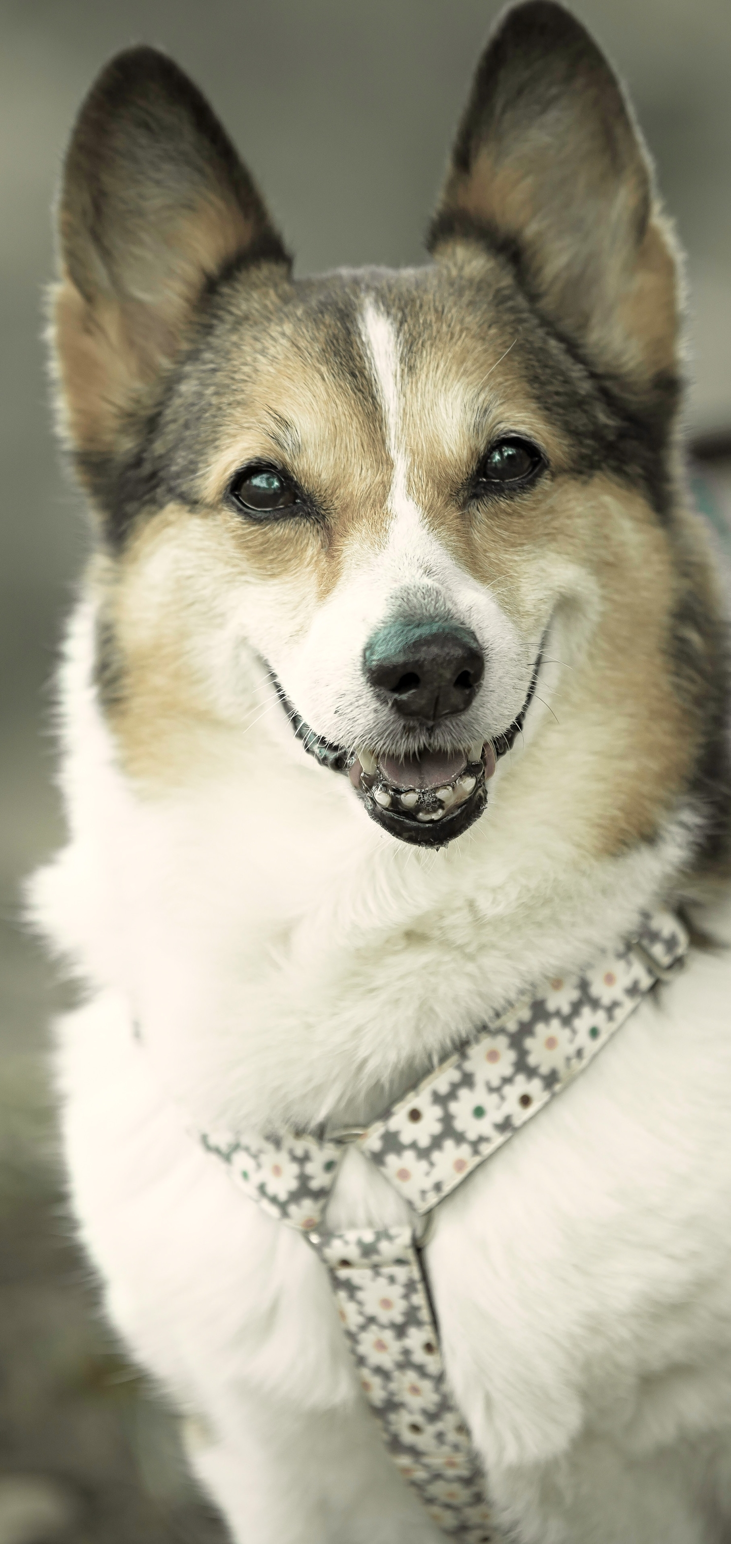 Free download wallpaper Dogs, Animal, Corgi on your PC desktop