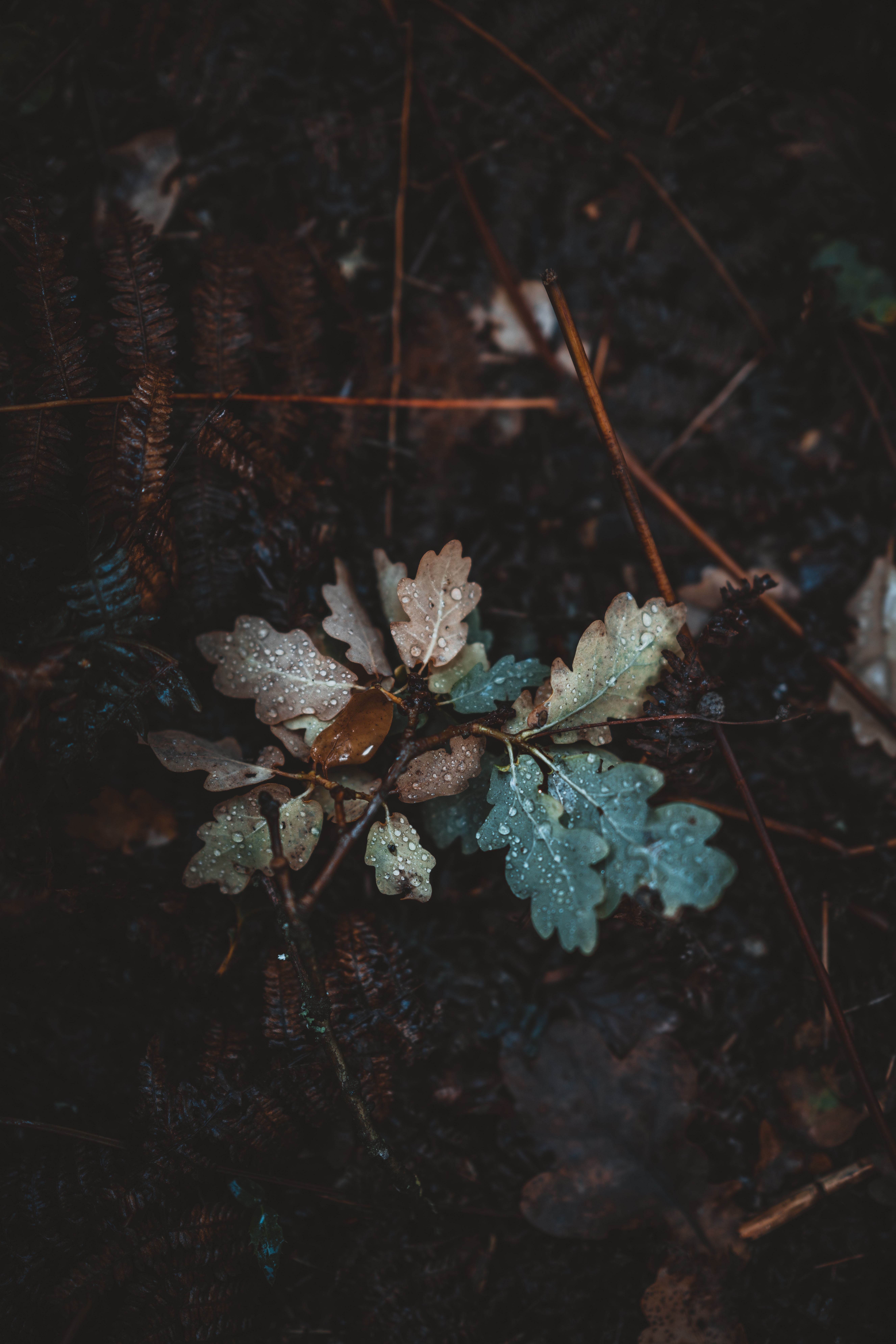 leaves, moisture, fallen, autumn, drops, macro, oak