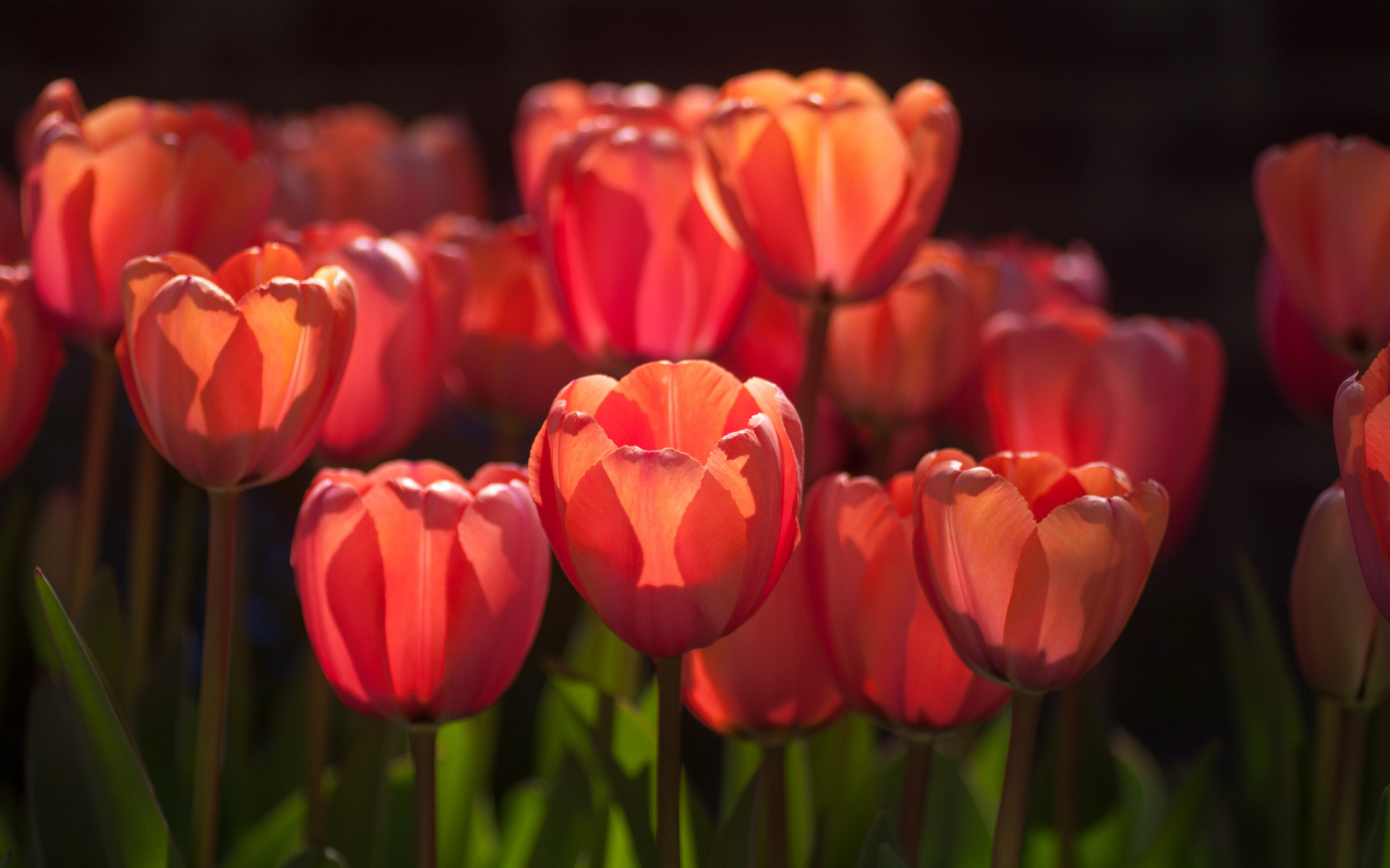 Téléchargez gratuitement l'image Fleurs, Fleur, Tulipe, Terre/nature sur le bureau de votre PC