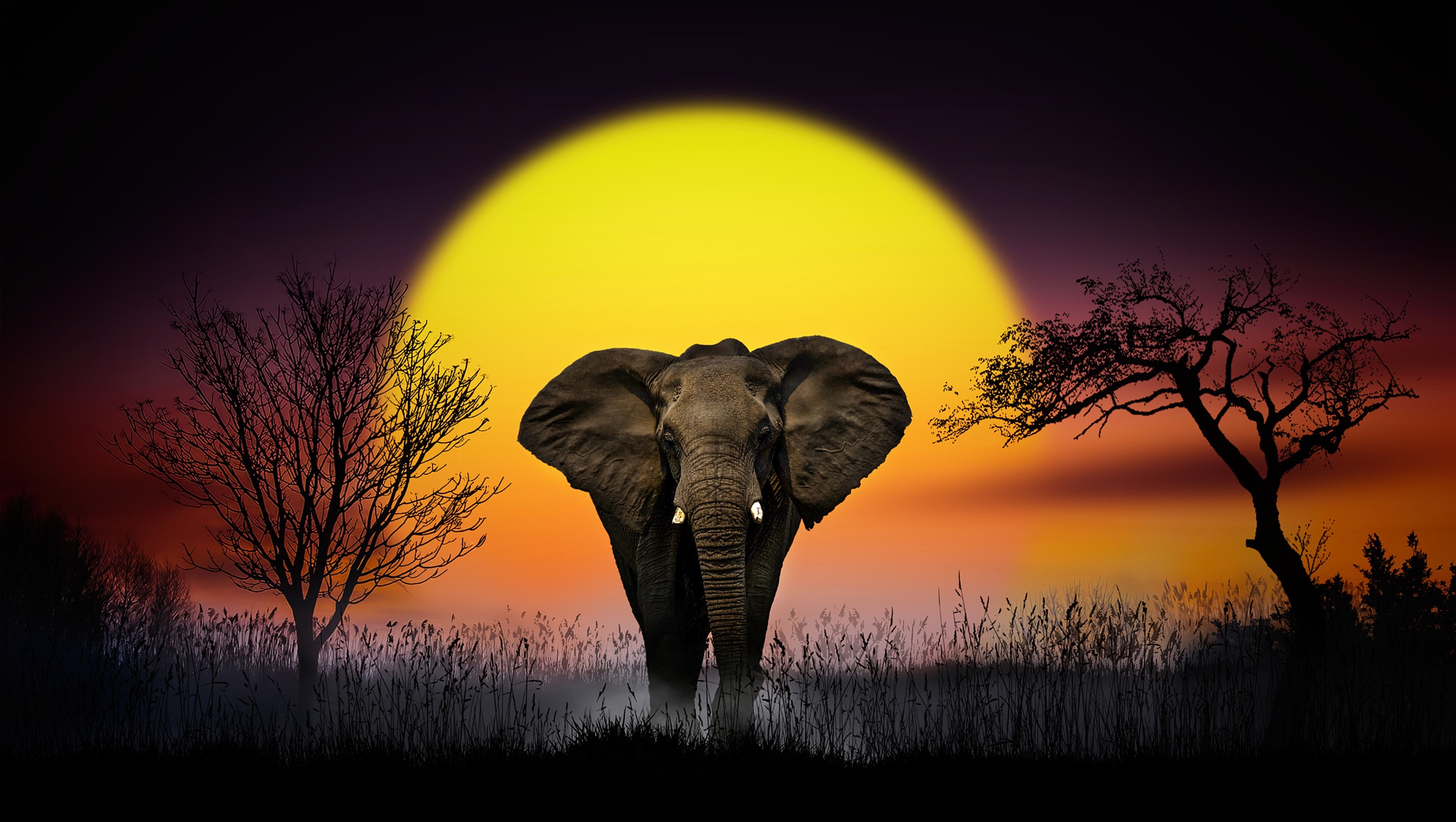 Téléchargez des papiers peints mobile Animaux, Coucher De Soleil, Éléphants, Éléphant De Savane D'afrique gratuitement.