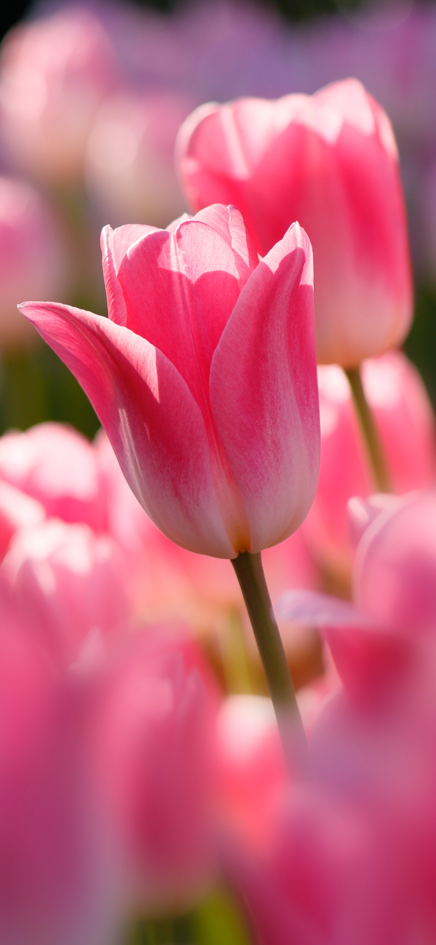 Download mobile wallpaper Nature, Flowers, Close Up, Earth, Tulip, Pink Flower for free.