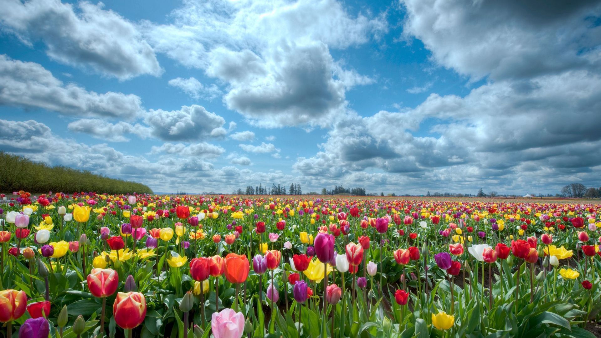 tulips, nature, flowers, sky, field Full HD
