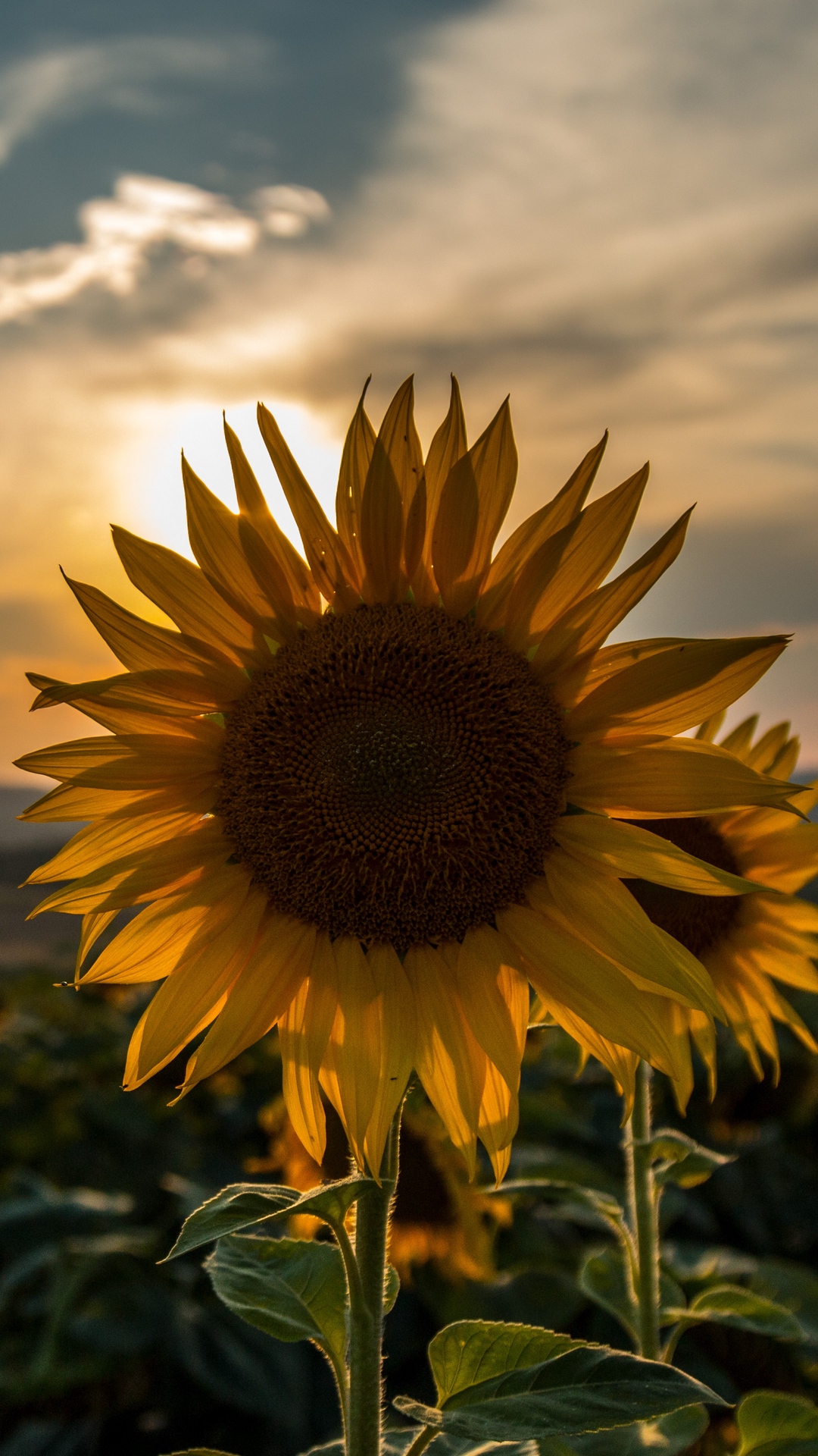 Descarga gratuita de fondo de pantalla para móvil de Flores, Verano, Girasol, Atardecer, Tierra/naturaleza, Puesta De Sol, El Verano.