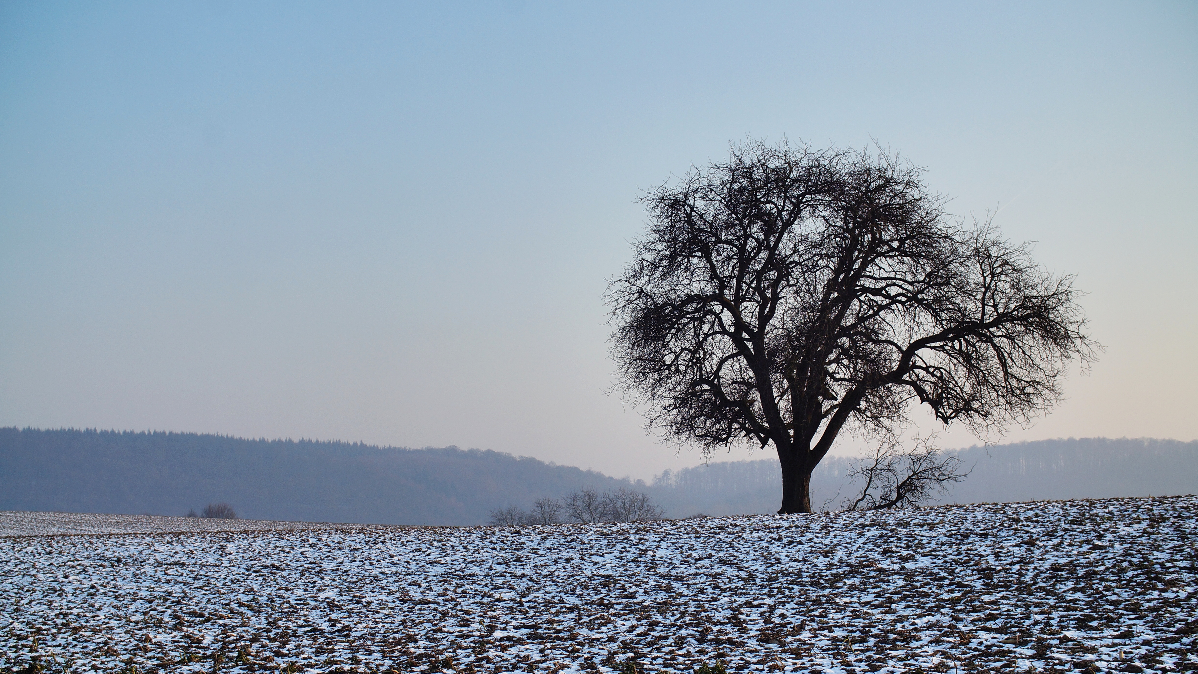 Handy-Wallpaper Natur, Baum, Schnee, Holz, Feld kostenlos herunterladen.