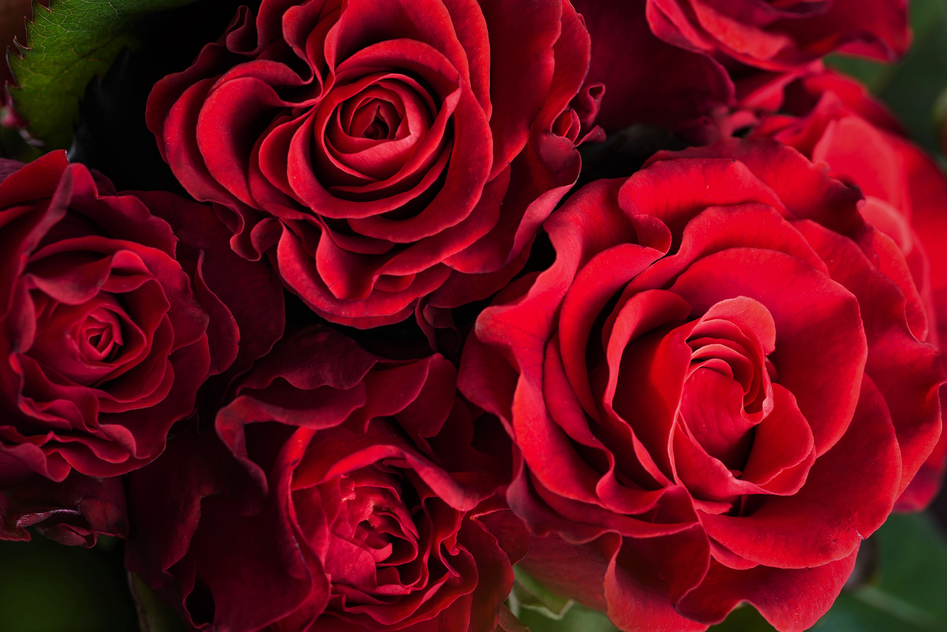 Скачать картинку Цветок, Роза, Красная Роза, Красный Цветок, Земля/природа, Флауэрсы в телефон бесплатно.