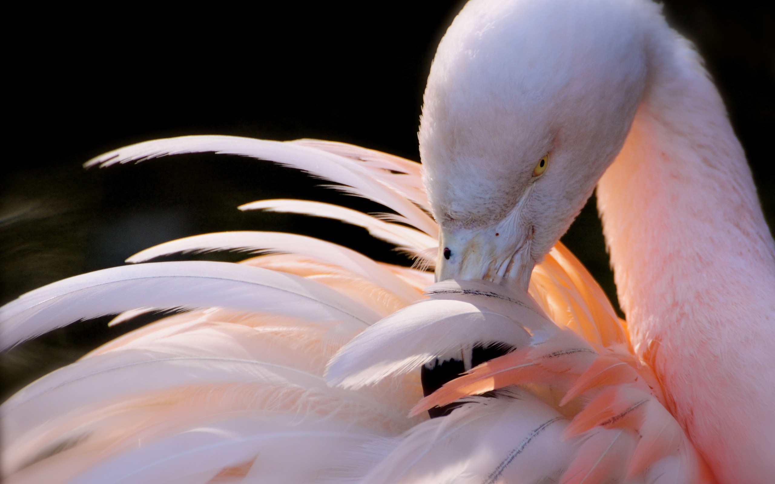 168220 Bild herunterladen tiere, flamingo, vögel - Hintergrundbilder und Bildschirmschoner kostenlos