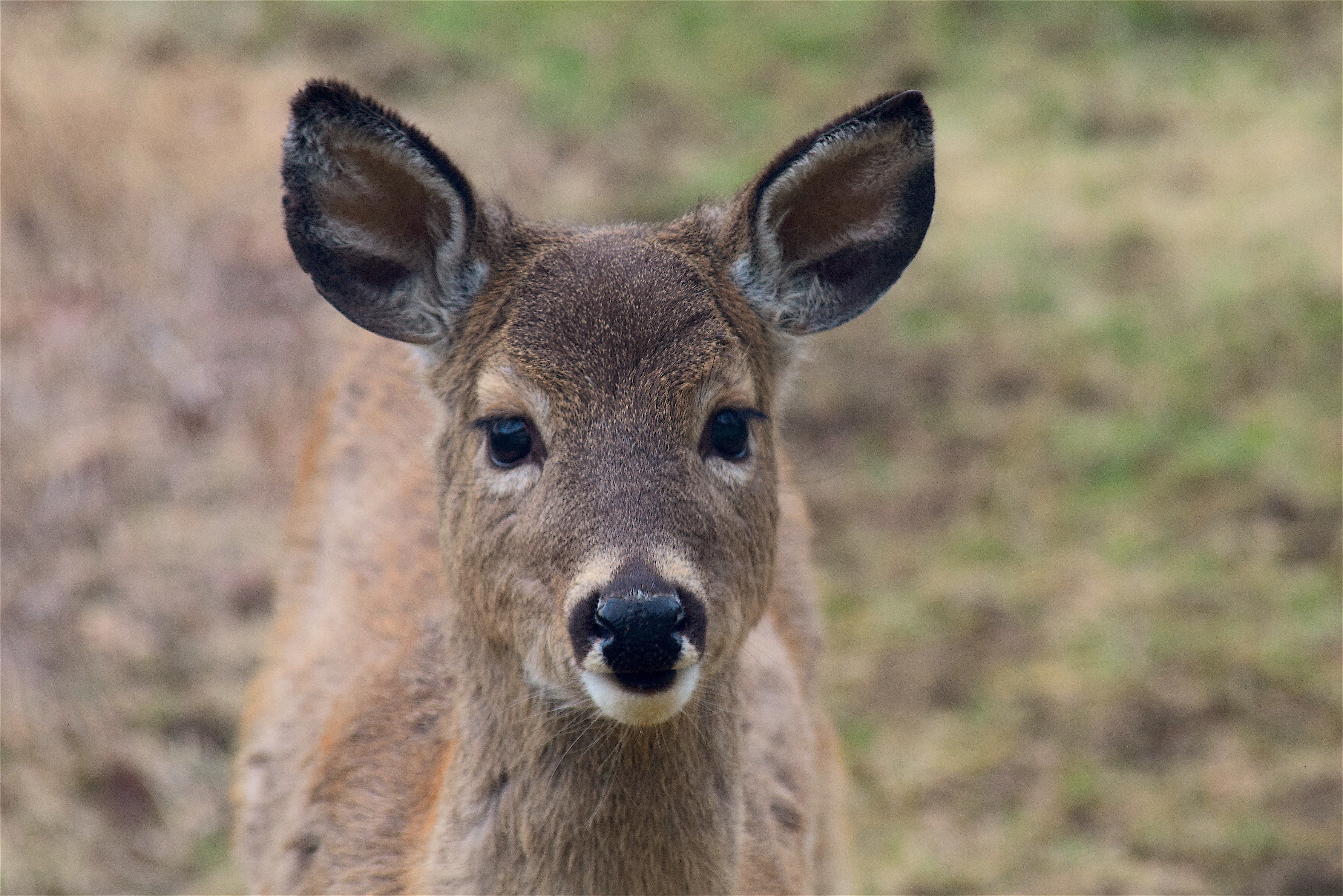 Free download wallpaper Animals, Muzzle, Sight, Opinion, Ears, Deer on your PC desktop