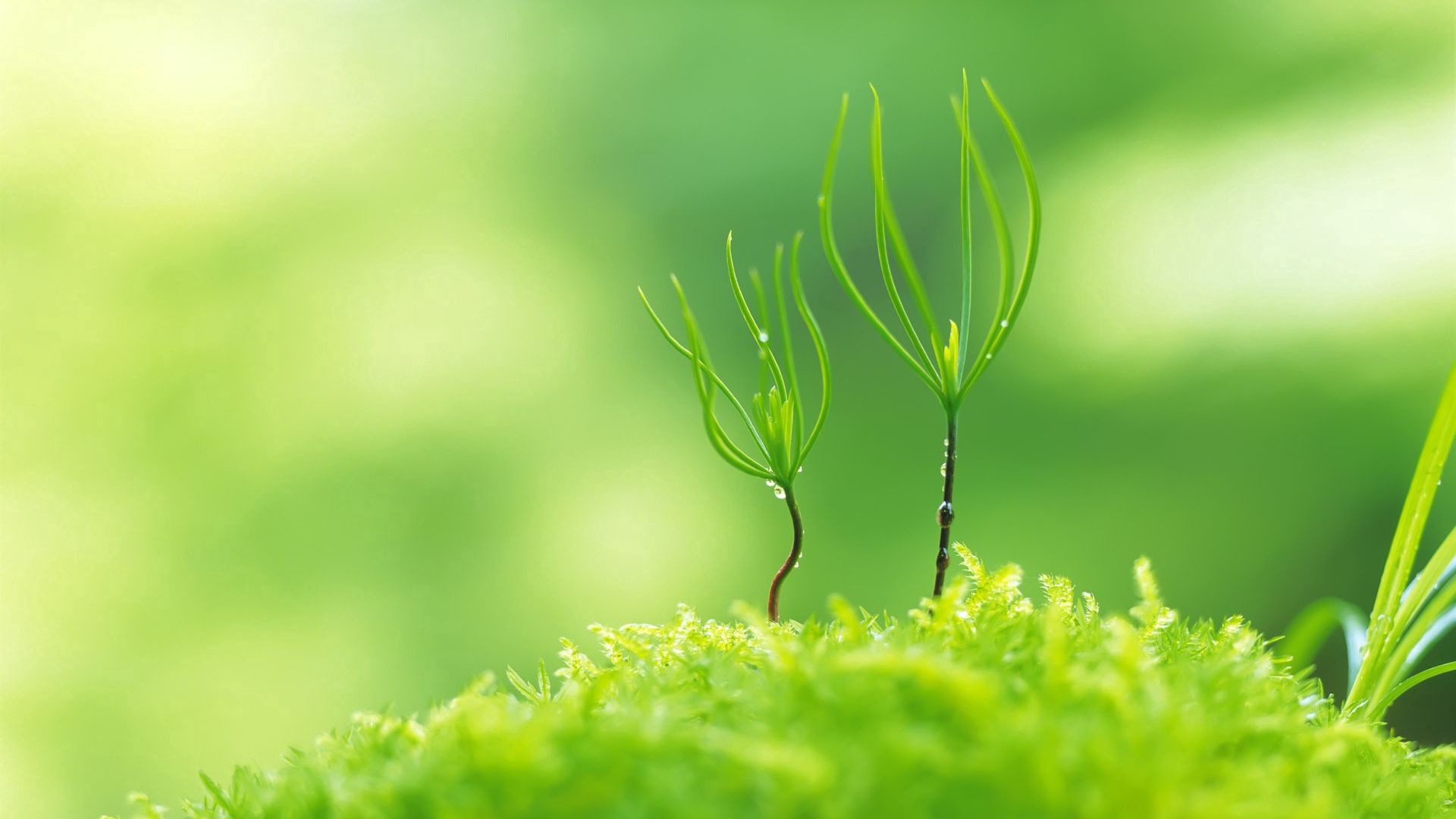 green, grass, macro, sprout