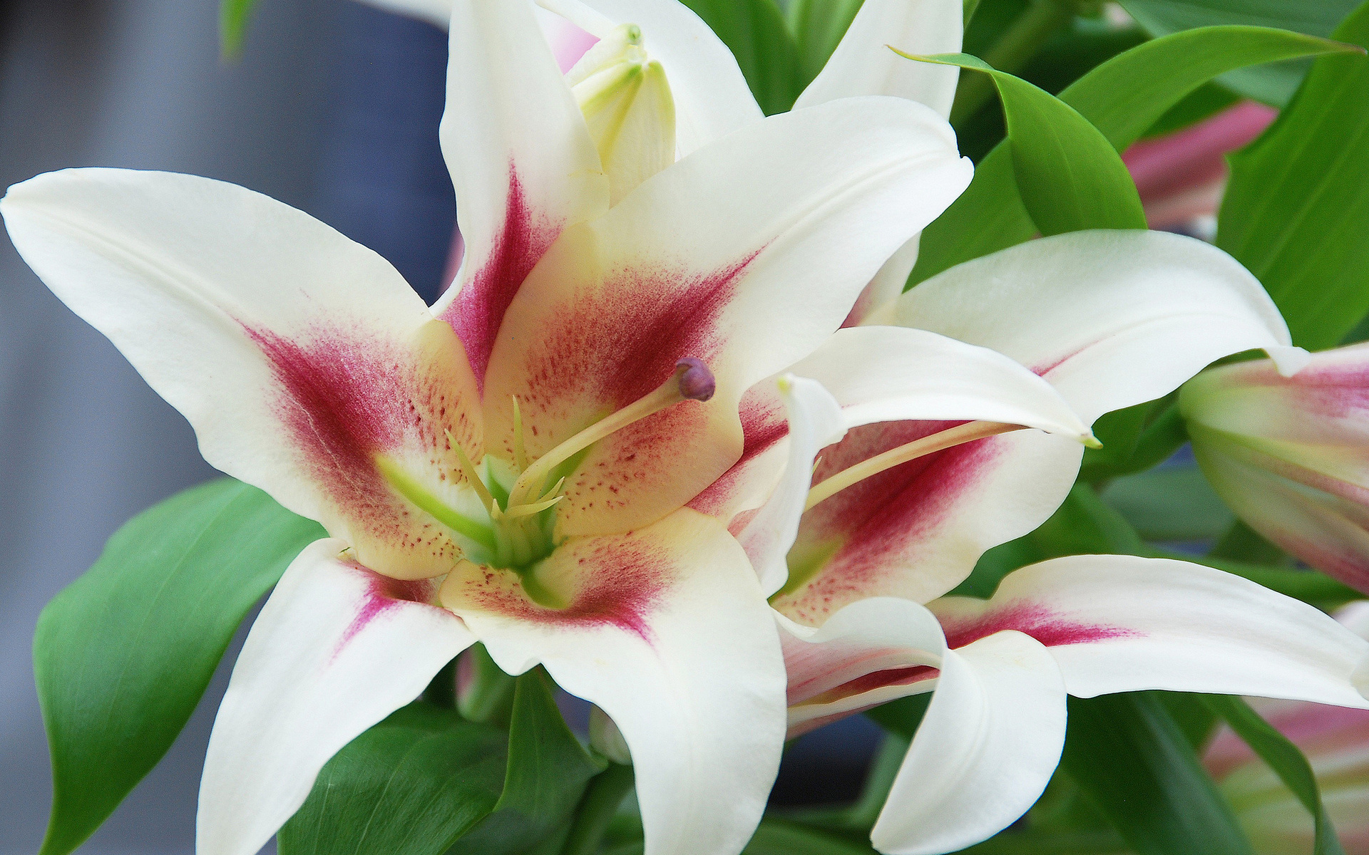 Téléchargez gratuitement l'image Fleurs, Fleur, Terre/nature sur le bureau de votre PC