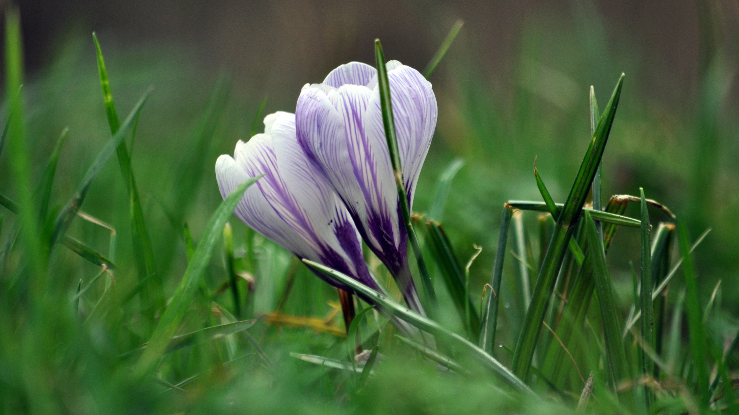 Descarga gratis la imagen Flores, Flor, Azafrán, Tierra/naturaleza en el escritorio de tu PC