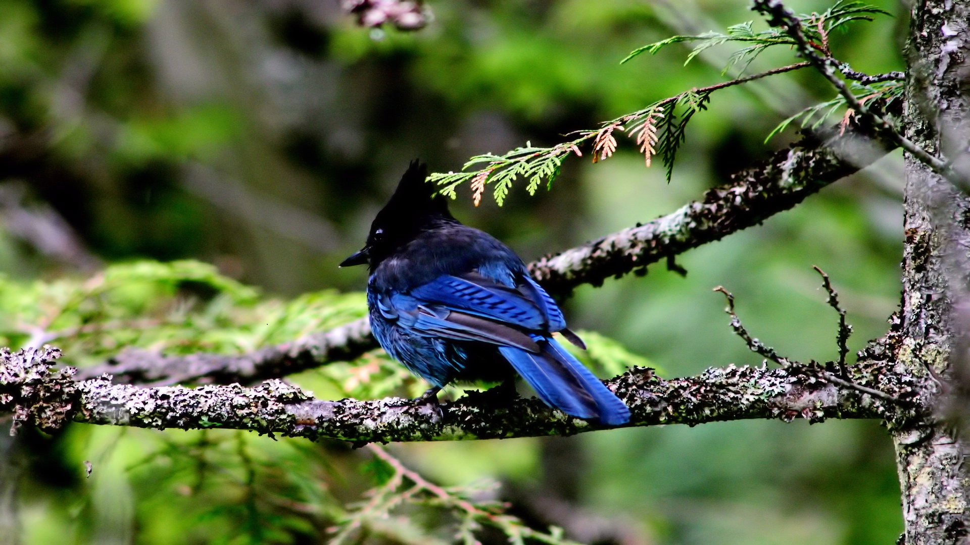 Laden Sie das Vogel, Vögel, Tiere-Bild kostenlos auf Ihren PC-Desktop herunter