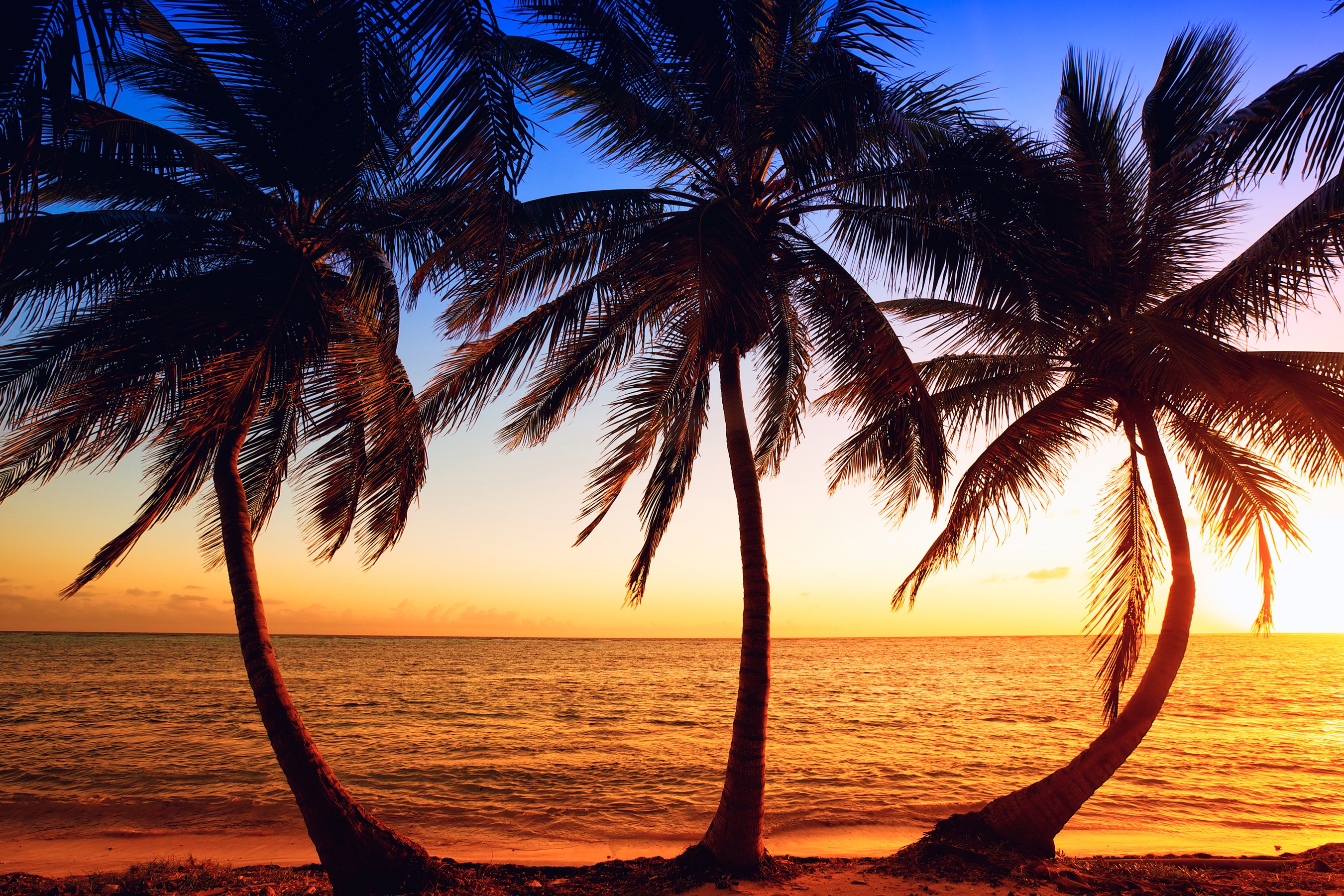 Free download wallpaper Sunset, Horizon, Tree, Ocean, Earth, Tropics, Palm Tree on your PC desktop
