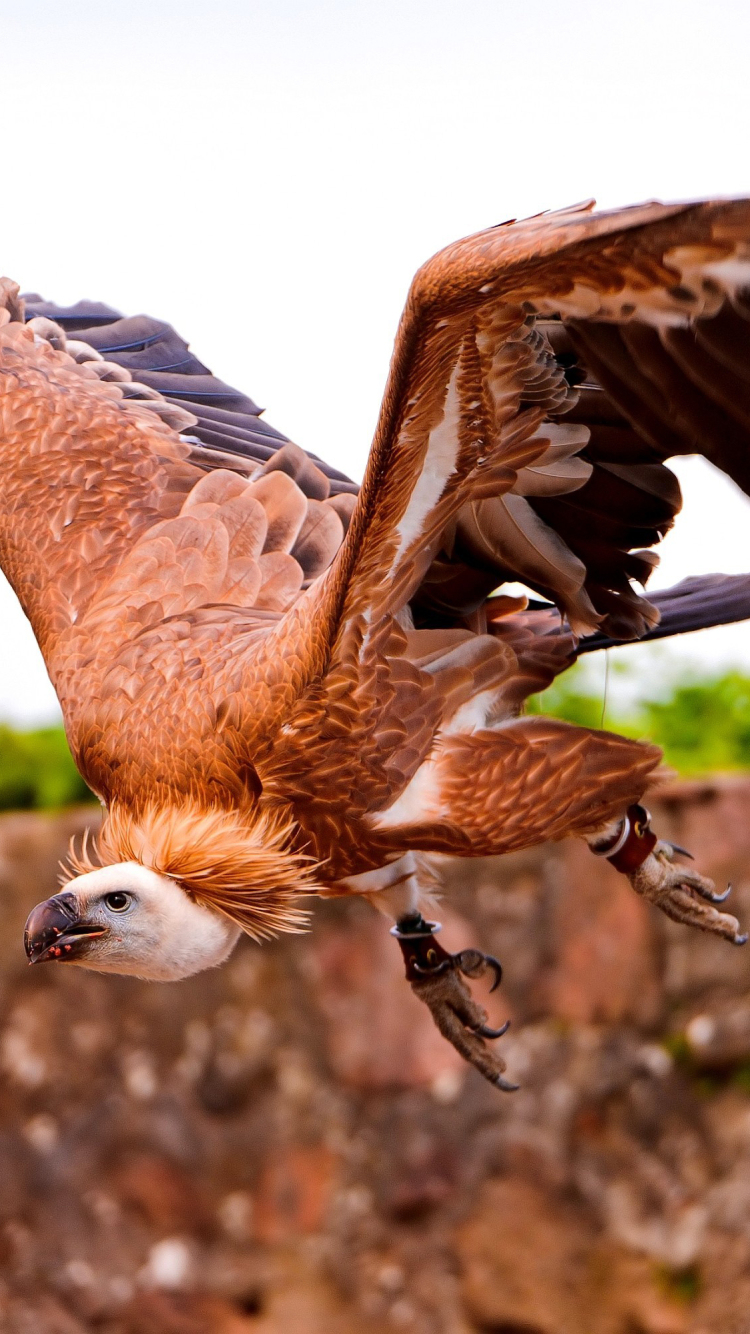 Download mobile wallpaper Birds, Vulture, Animal for free.