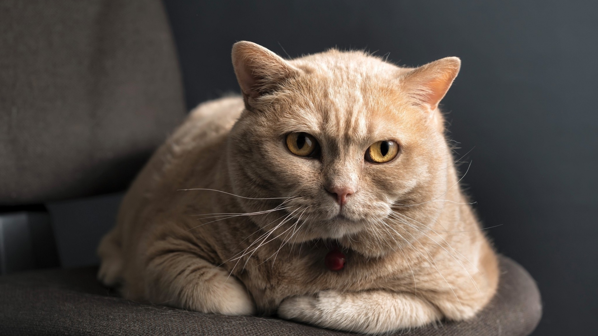 Téléchargez gratuitement l'image Animaux, Chat sur le bureau de votre PC