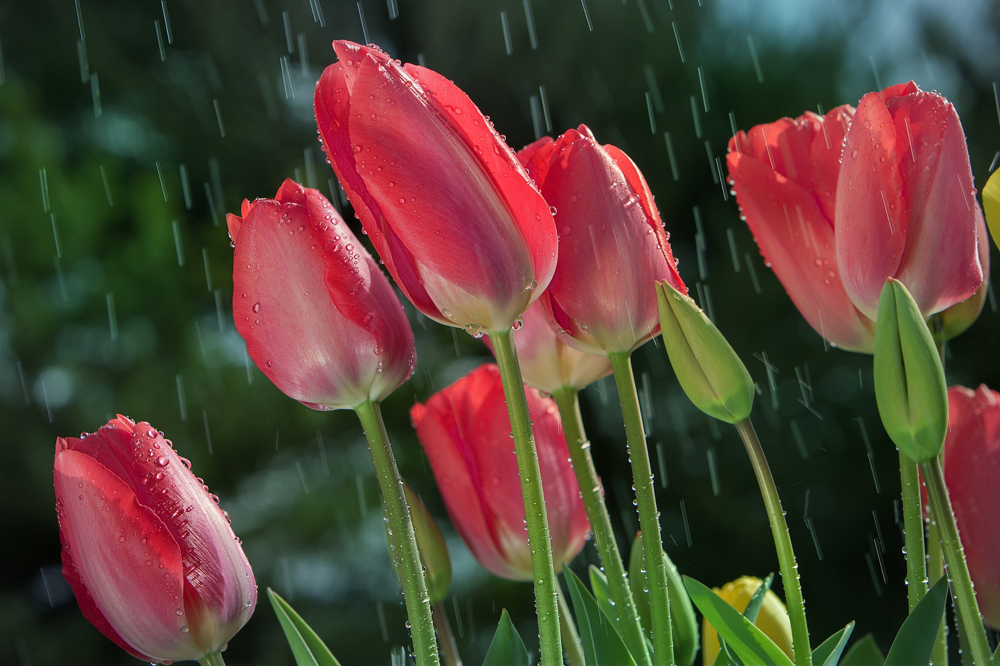 PCデスクトップに自然, フラワーズ, 雨, チューリップ, 夏, 花, 閉じる, 地球, ピンクの花画像を無料でダウンロード