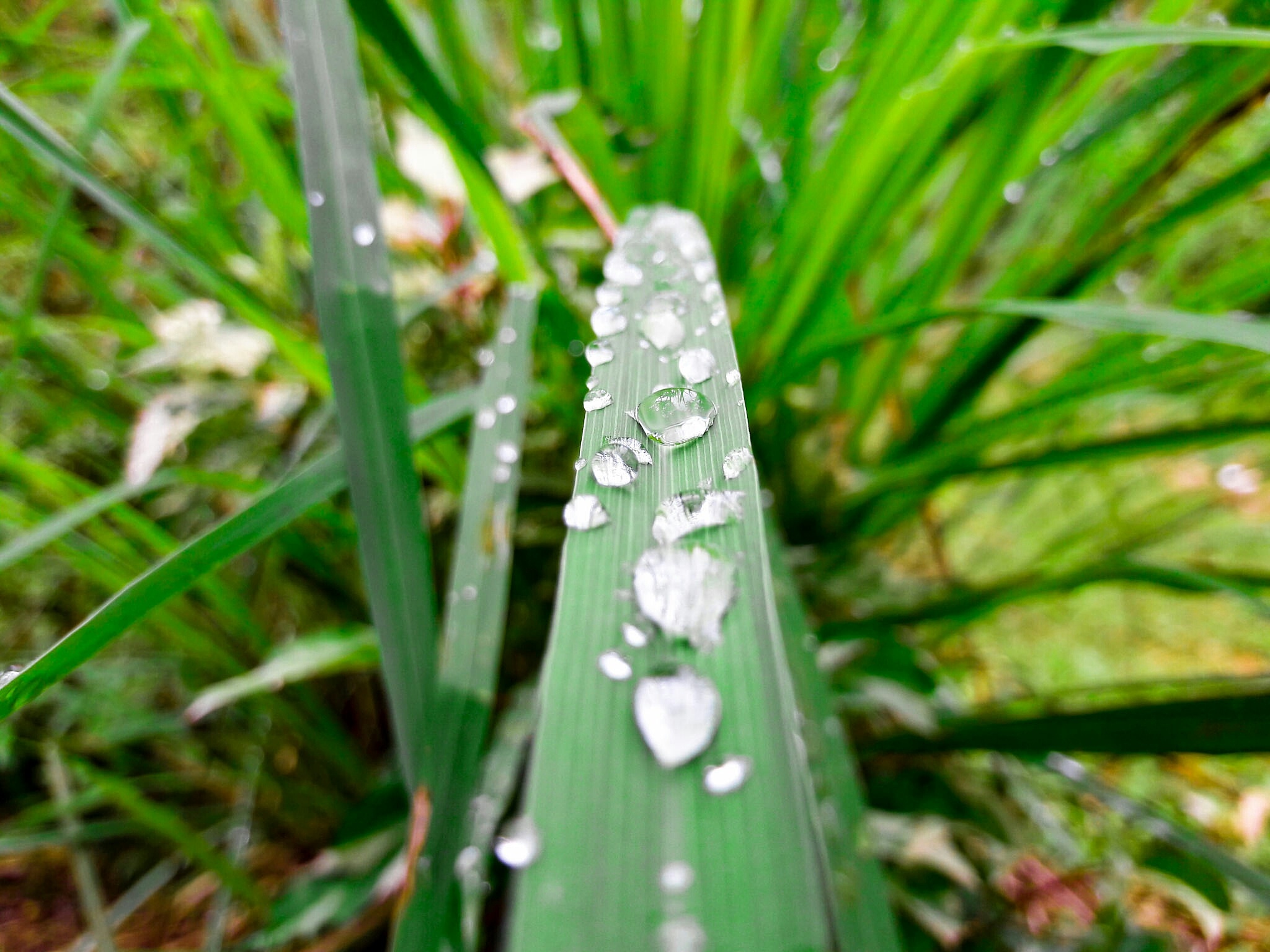 Download mobile wallpaper Nature, Blur, Leaf, Earth, Water Drop for free.