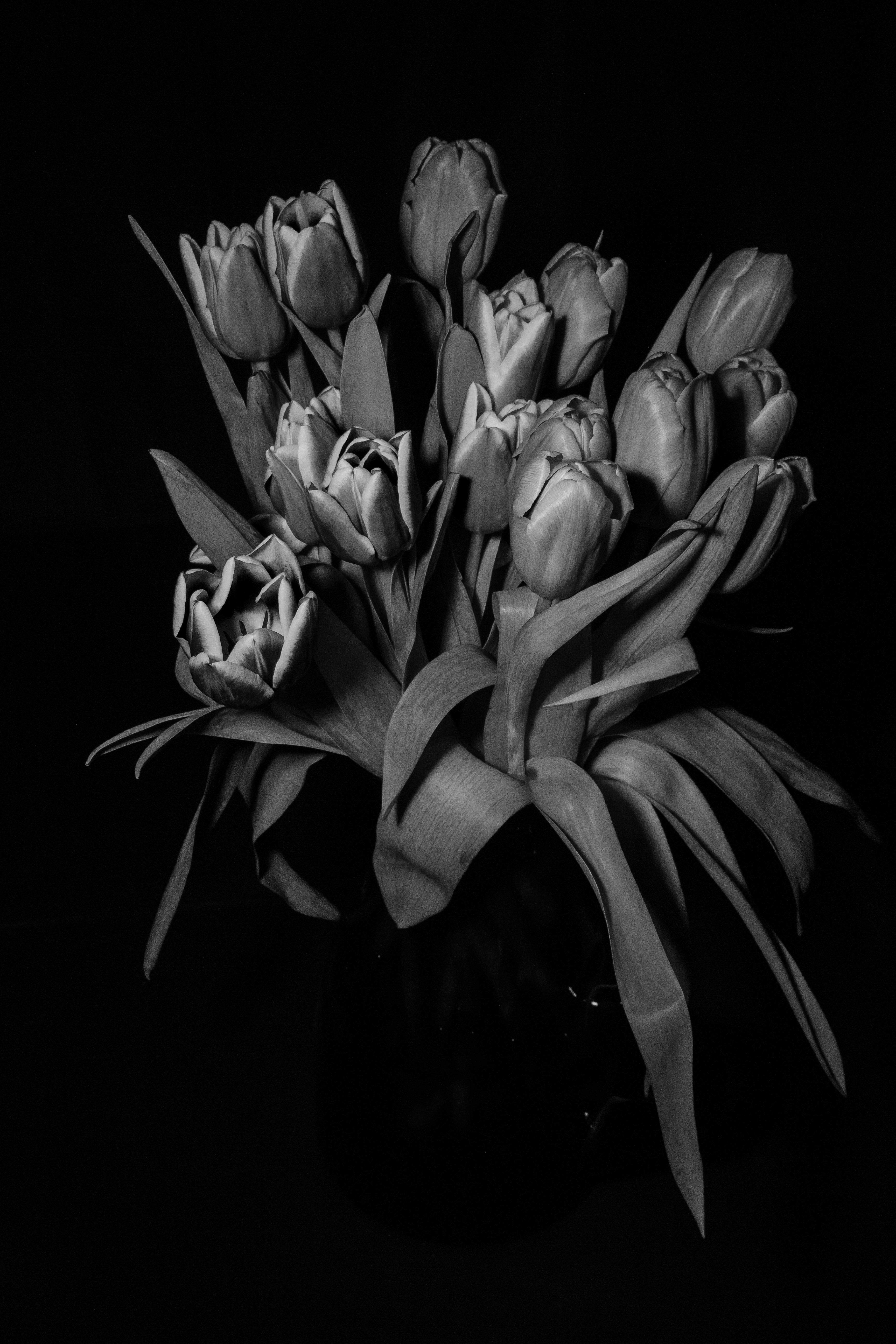 Download mobile wallpaper Chb, Bouquet, Flowers, Bw, Tulips for free.