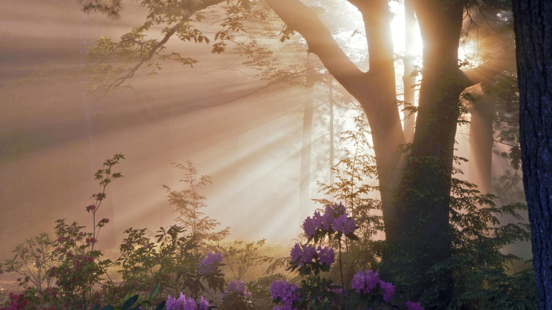 Laden Sie das Nebel, Sonnenstrahl, Erde/natur-Bild kostenlos auf Ihren PC-Desktop herunter
