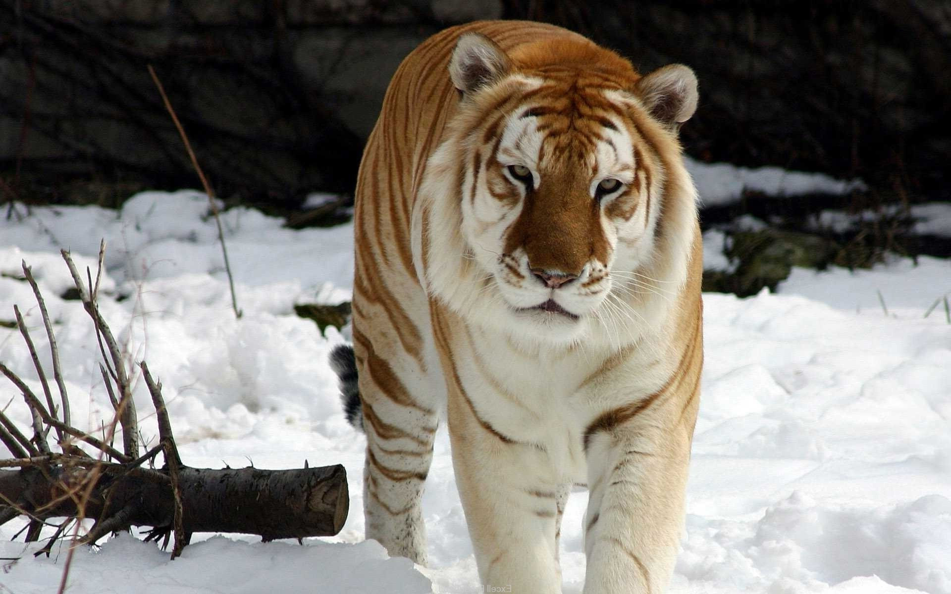 Baixar papel de parede para celular de Gatos, Animais, Tigre gratuito.