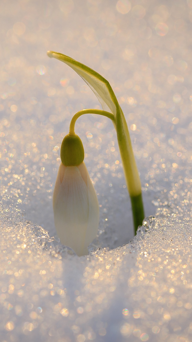 Download mobile wallpaper Flowers, Snow, Flower, Earth, Snowdrop, White Flower for free.