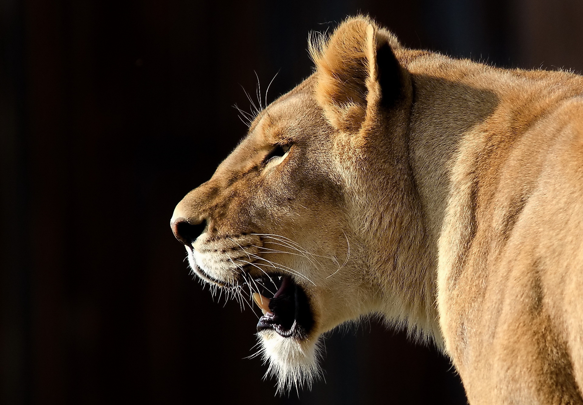 115623 descargar imagen animales, sonrisa, bozal, un leon, león, depredador, perfil: fondos de pantalla y protectores de pantalla gratis