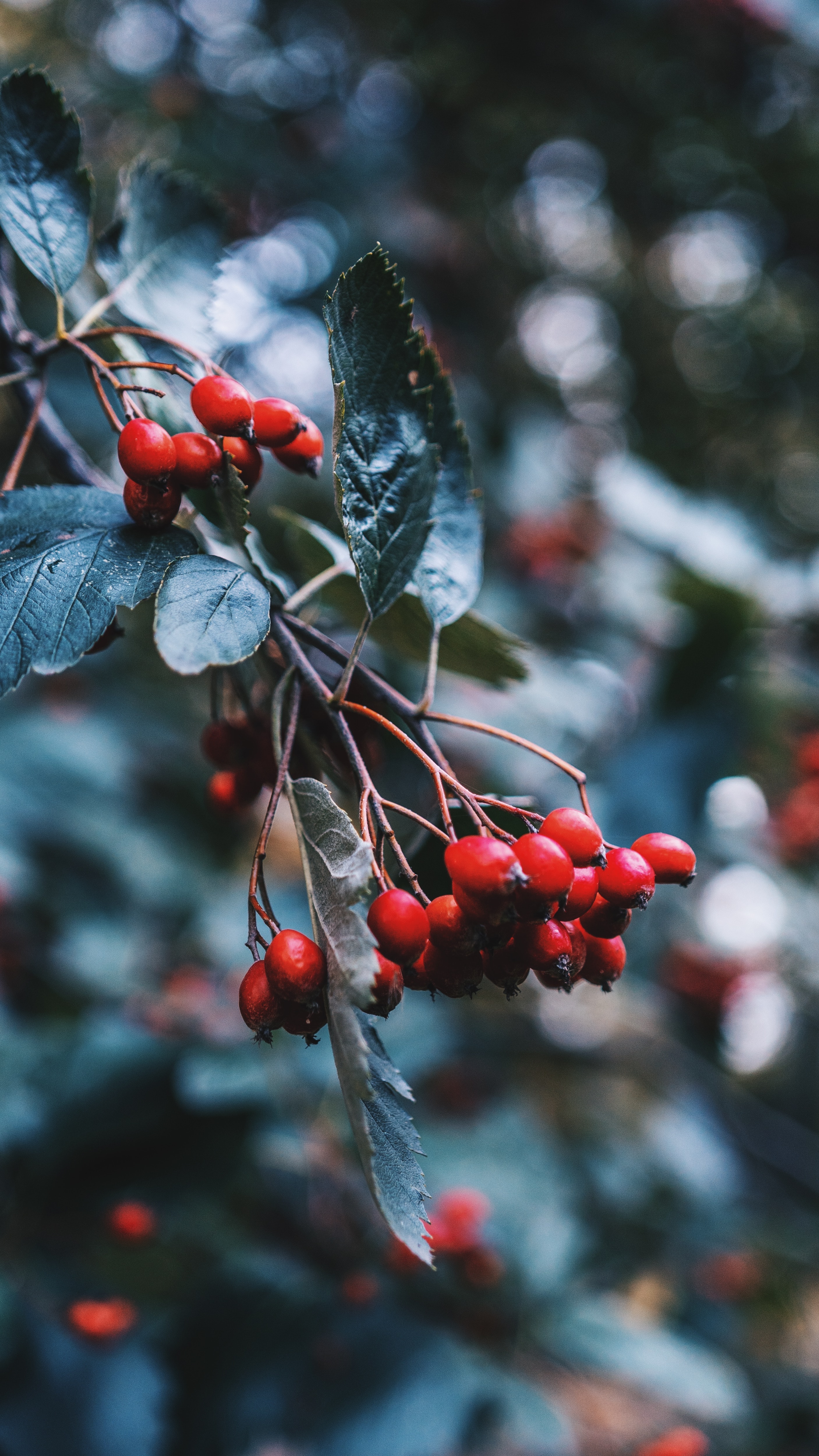 Laden Sie das Berries, Briar, Pflanze, Makro, Zweig, Ast-Bild kostenlos auf Ihren PC-Desktop herunter