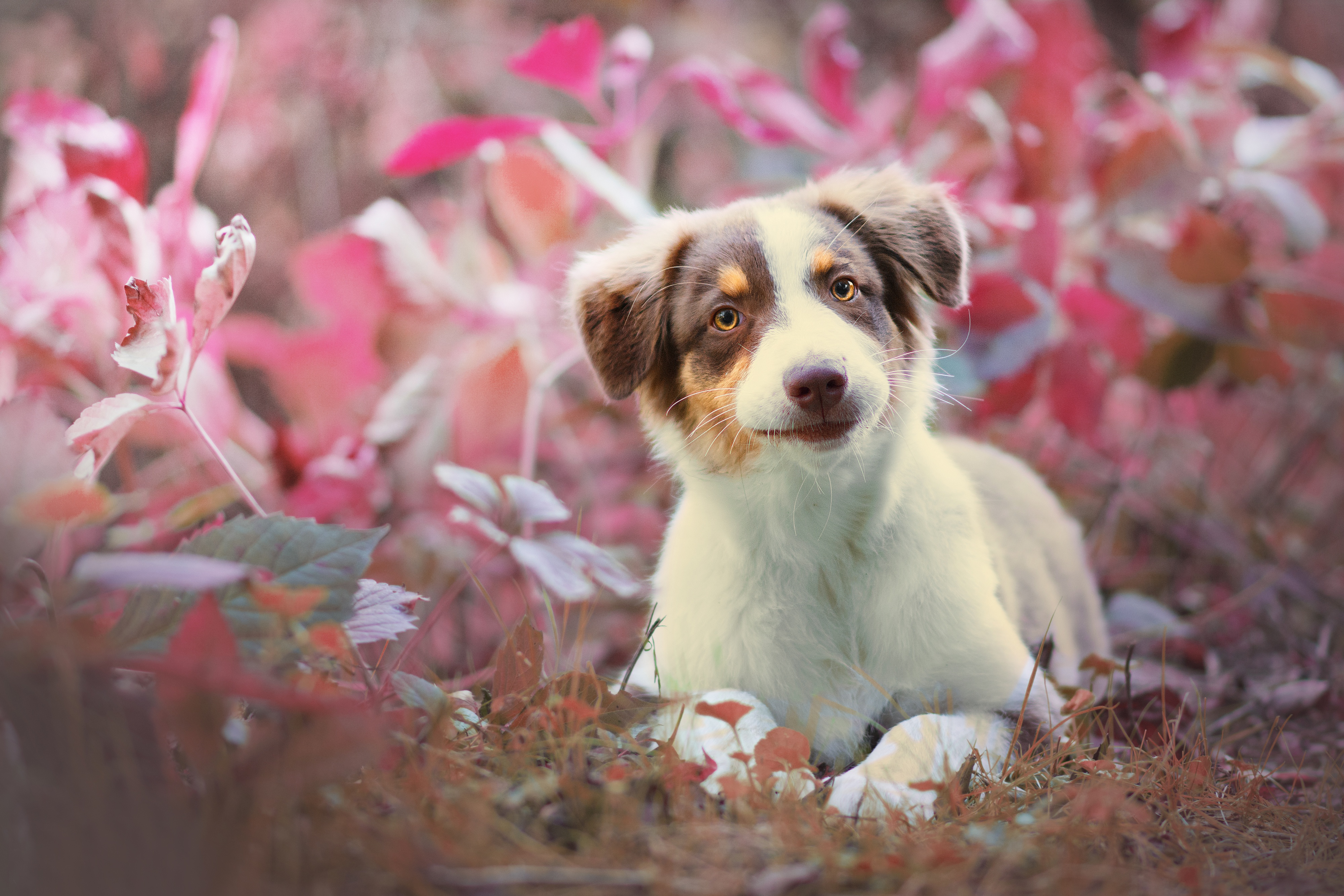 Handy-Wallpaper Tiere, Hunde, Hund, Australischer Hirte kostenlos herunterladen.