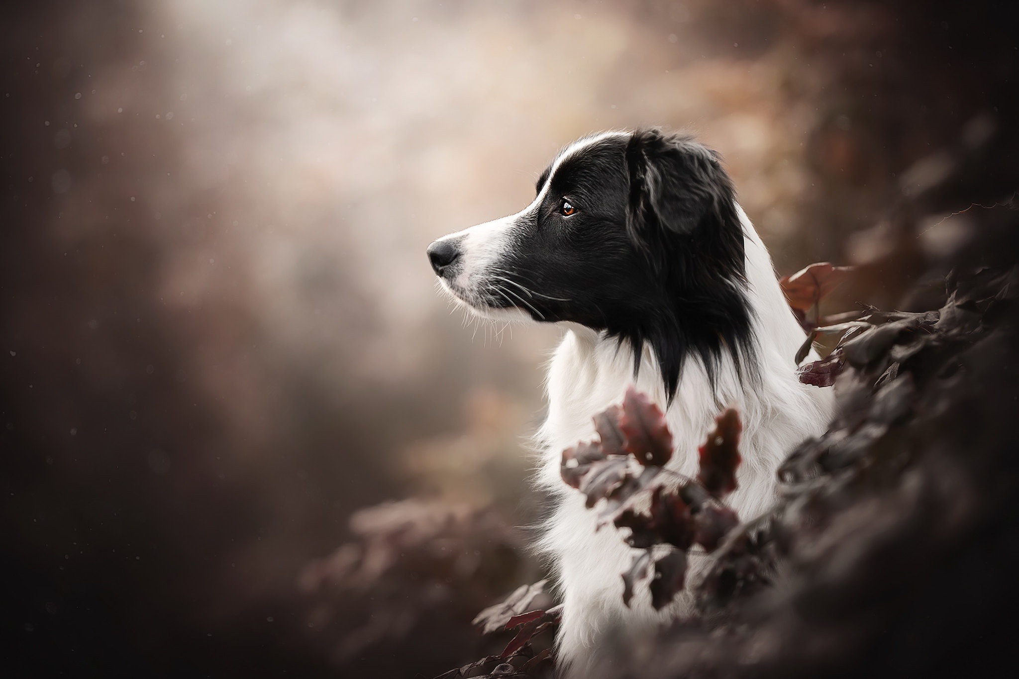 Free download wallpaper Dogs, Dog, Animal, Depth Of Field on your PC desktop