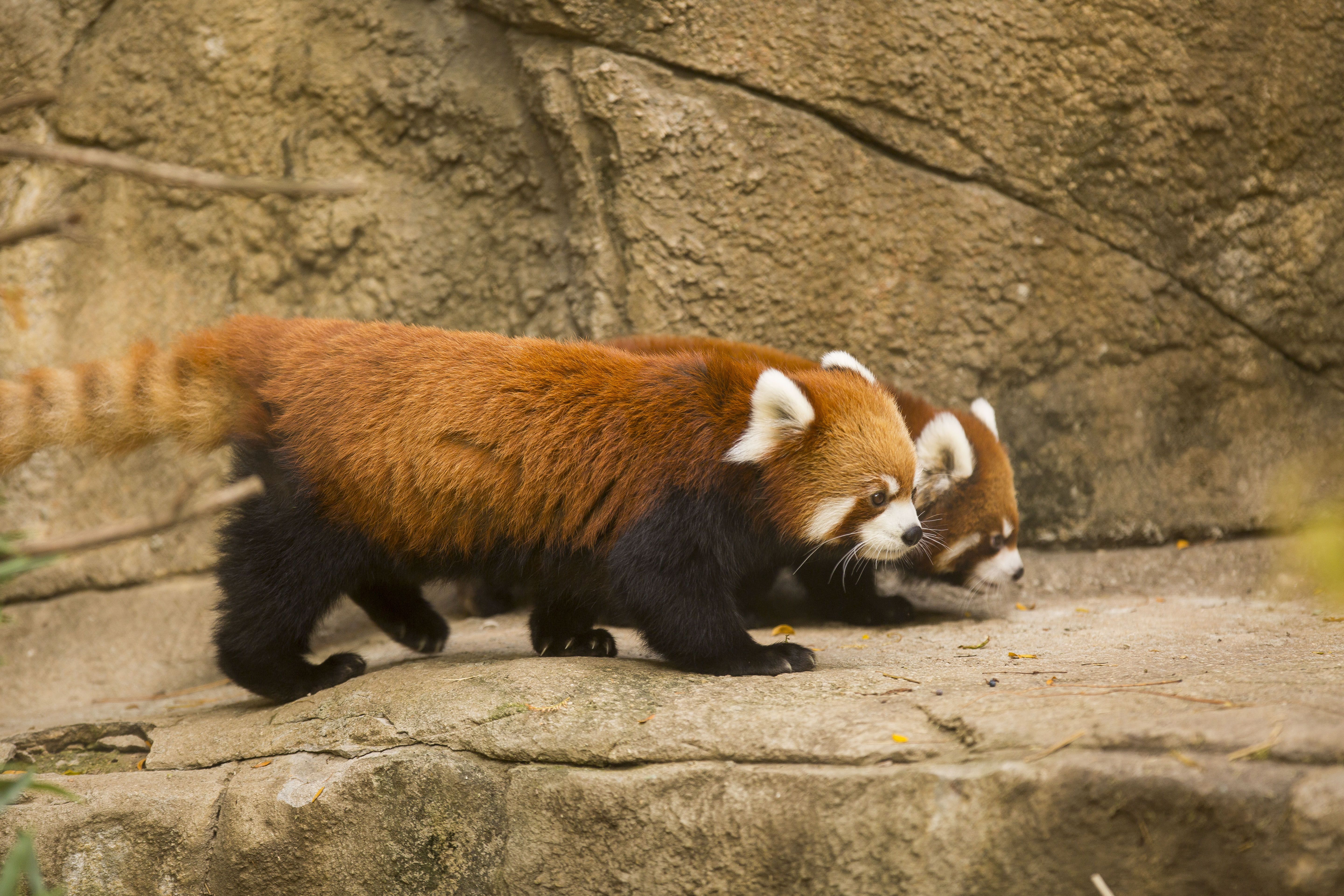 Baixe gratuitamente a imagem Animais, Chicago, Panda Vermelho, Jardim Zoológico na área de trabalho do seu PC