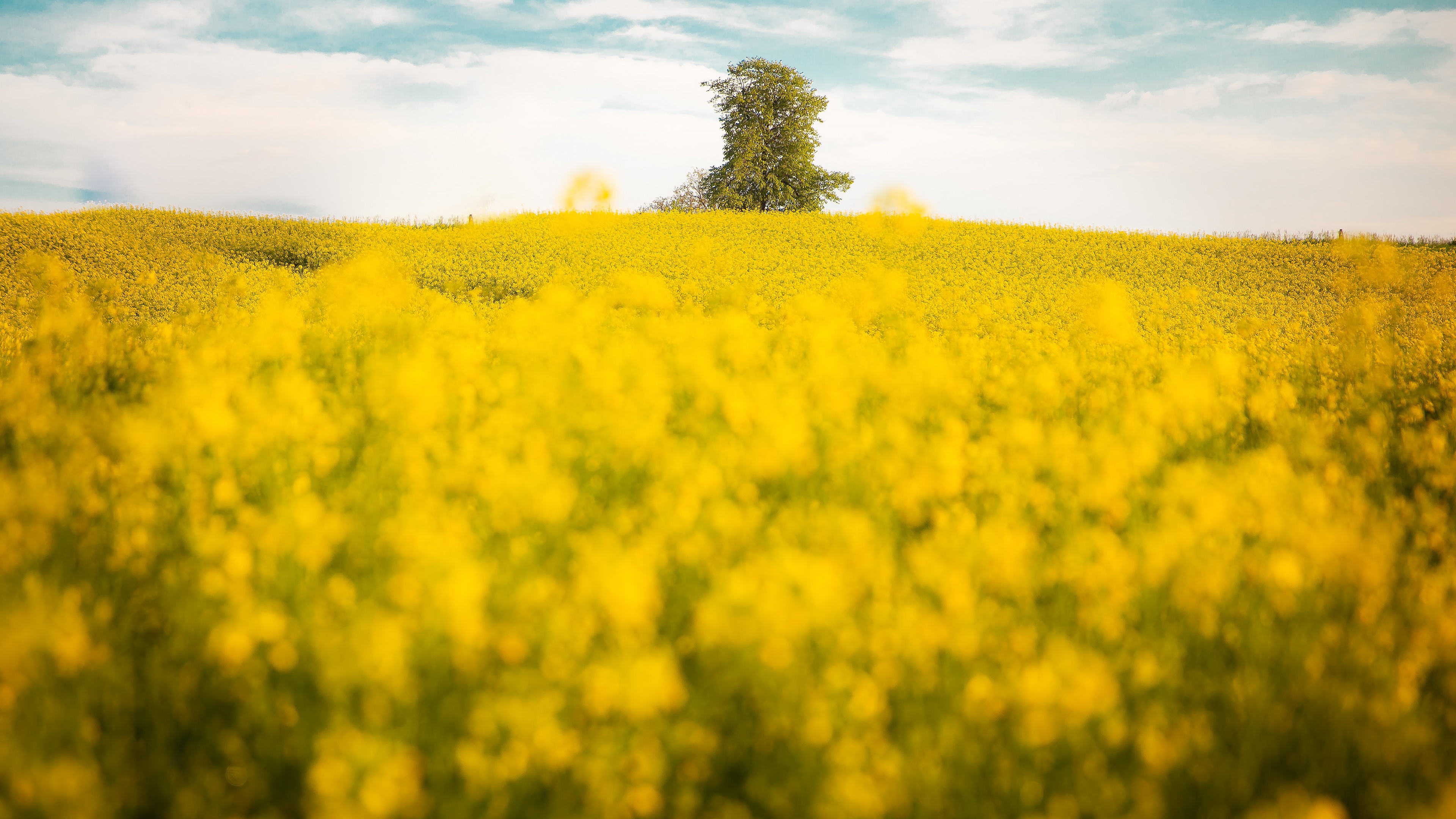 Free download wallpaper Nature, Earth, Field, Yellow Flower, Rapeseed on your PC desktop
