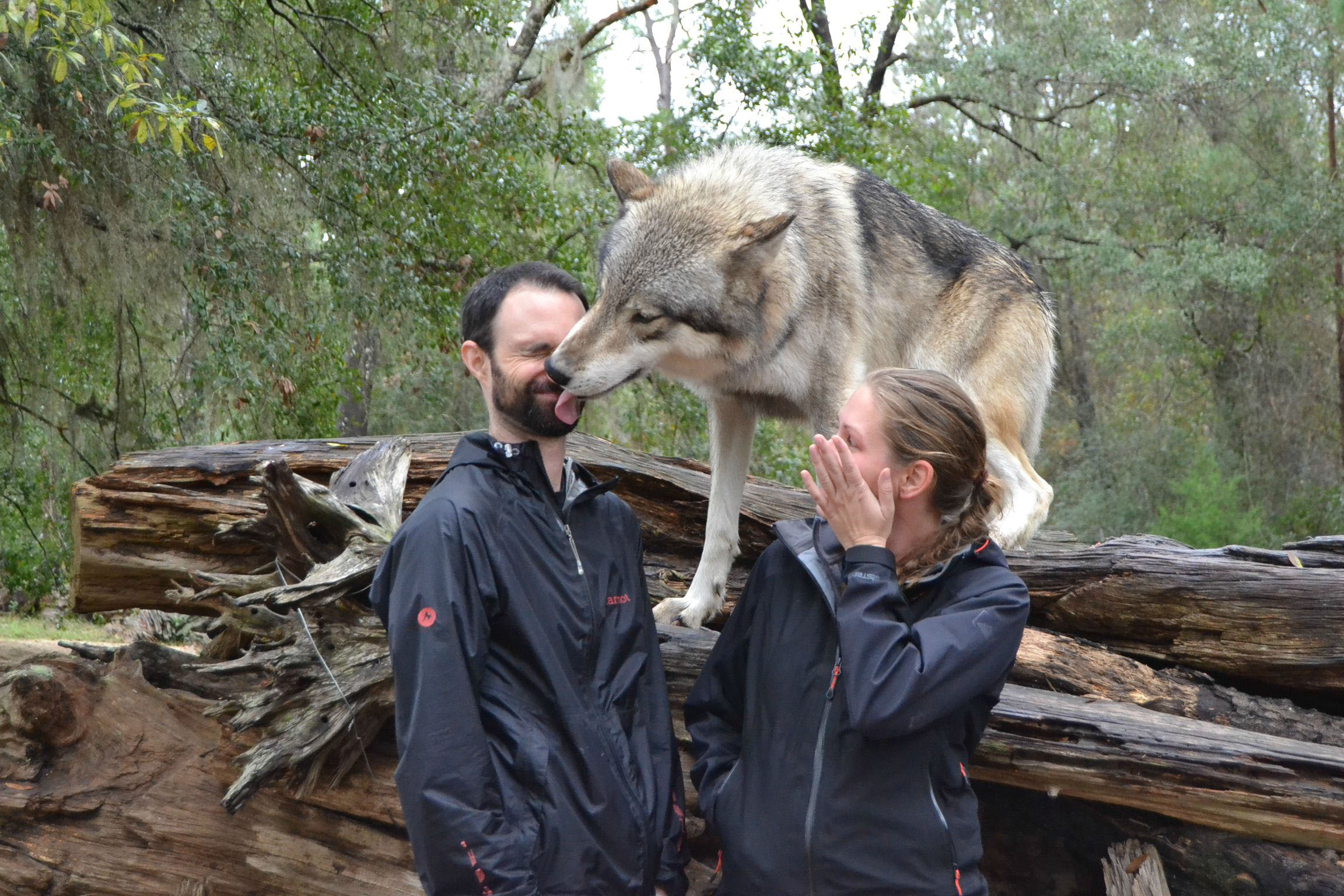 Handy-Wallpaper Tiere, Wolf kostenlos herunterladen.