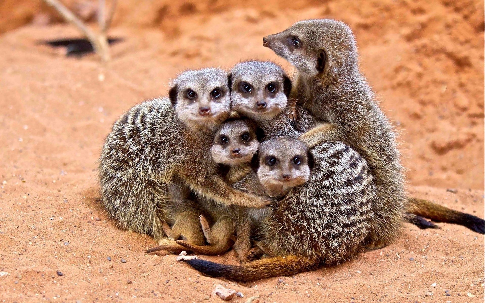 family, young, care, meerkat, animals, cubs, embrace, surikat