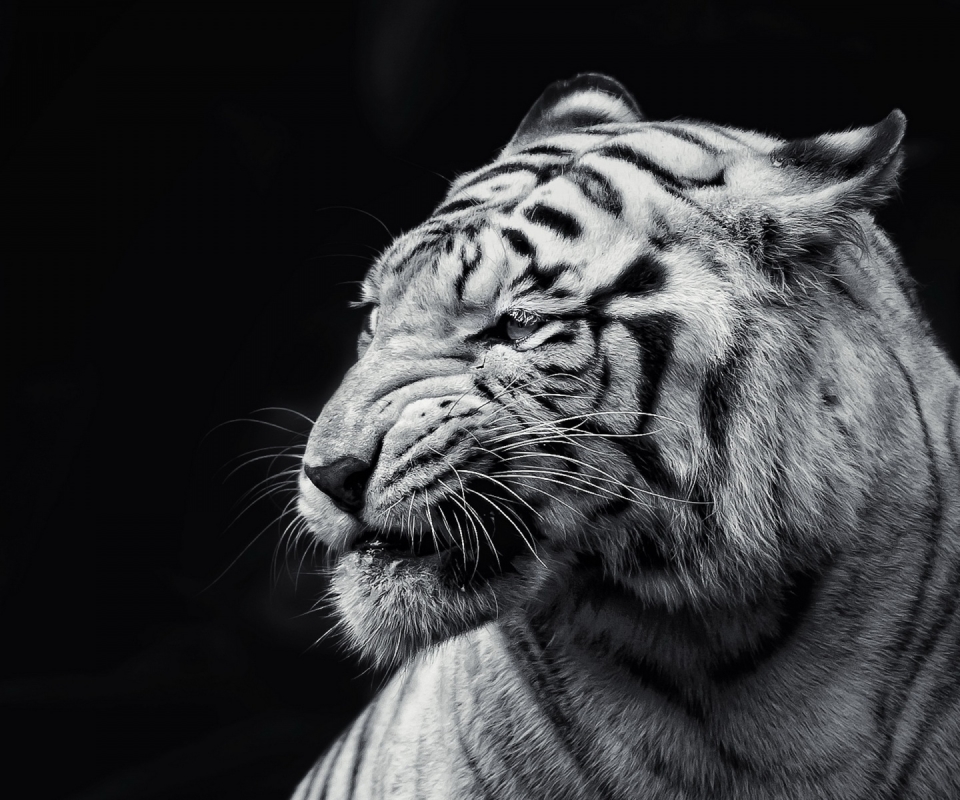 Descarga gratuita de fondo de pantalla para móvil de Animales, Gatos, Tigre Blanco.