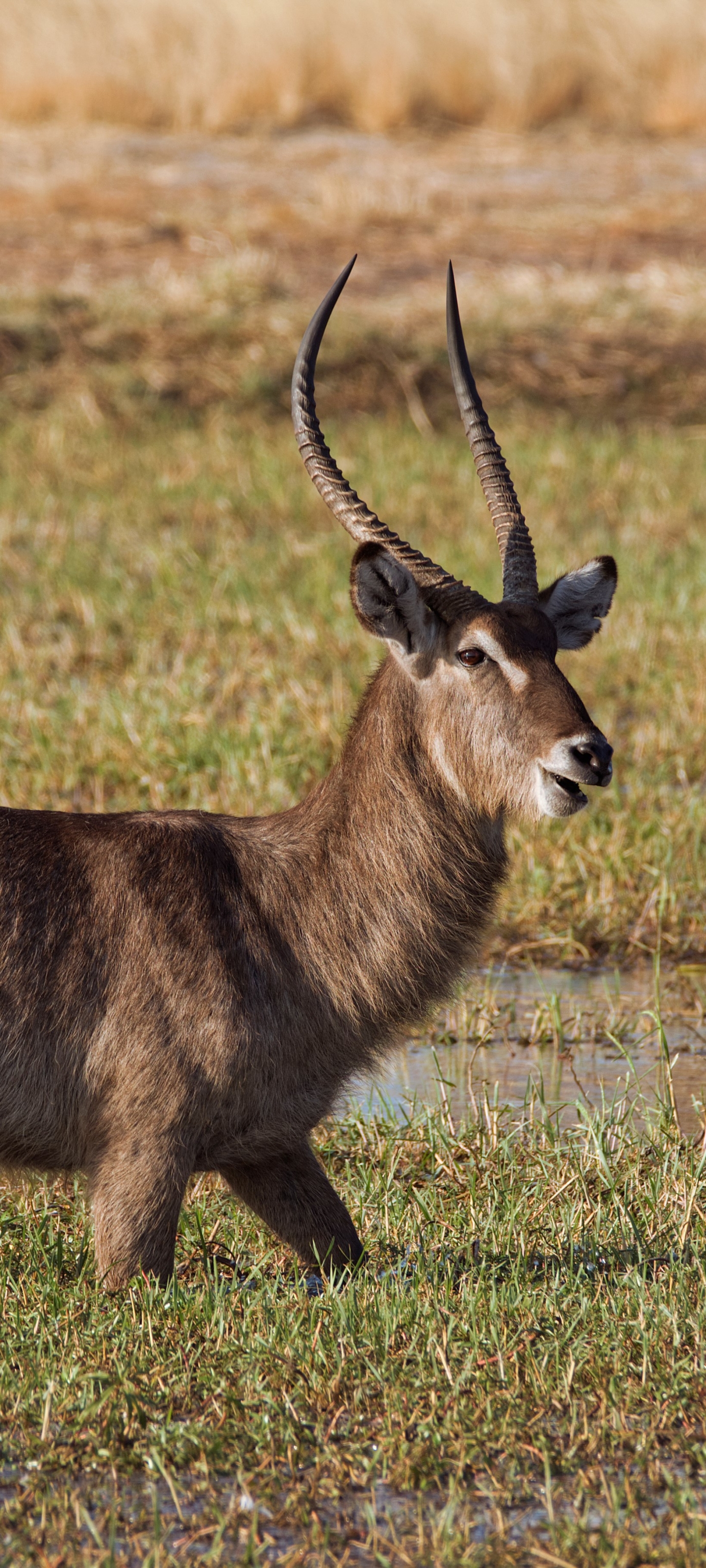 1410119 Hintergrundbild herunterladen tiere, antilope, hwange nationalpark, hörner, afrika, zimbabwe - Bildschirmschoner und Bilder kostenlos