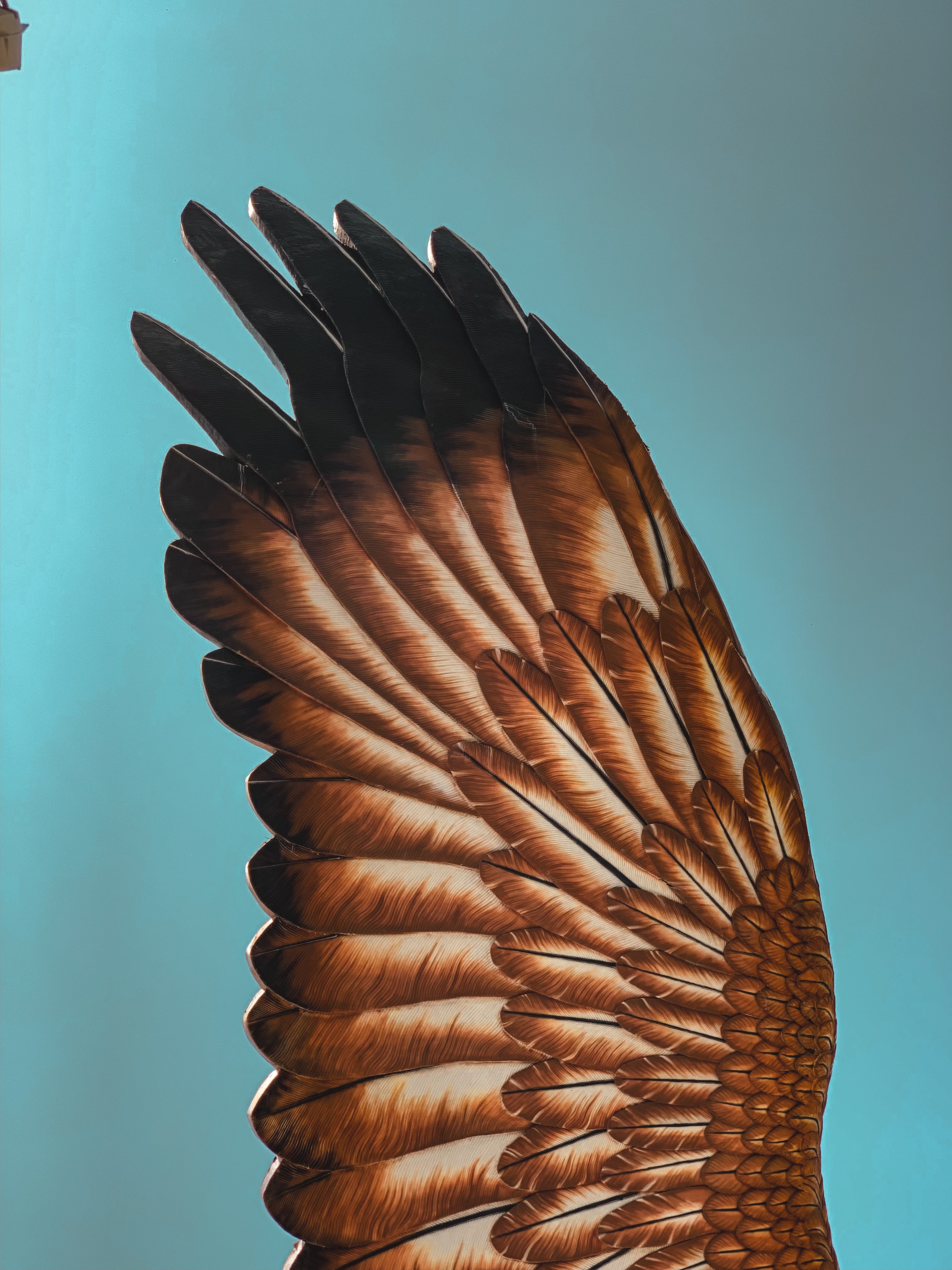 sculpture, sky, feather, miscellanea, miscellaneous, wing Phone Background
