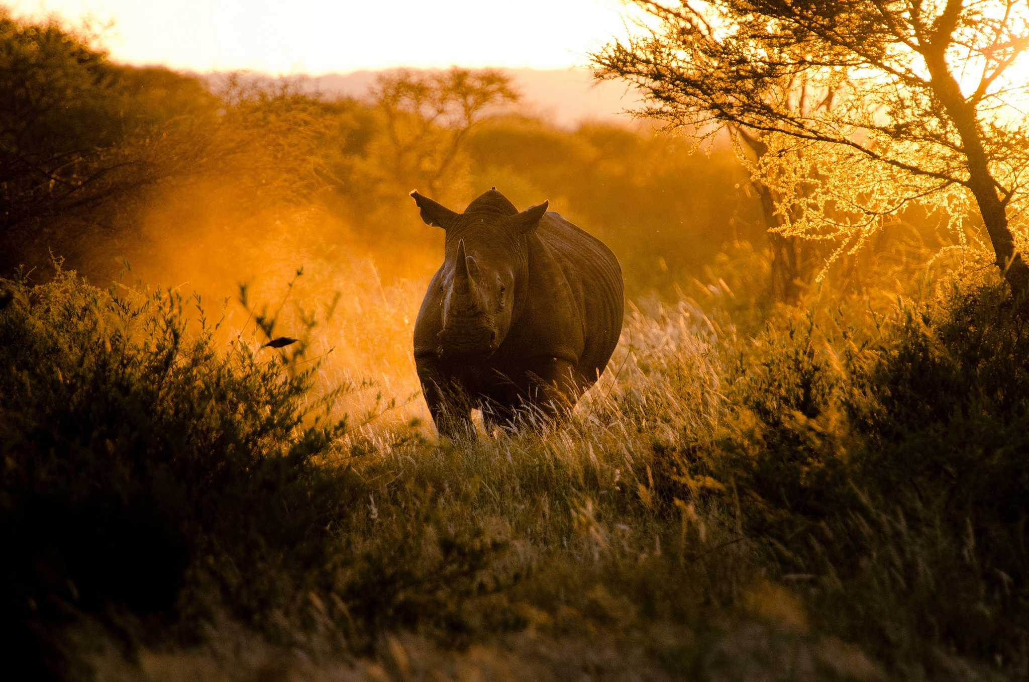301317 télécharger le fond d'écran rhinocéros, animaux - économiseurs d'écran et images gratuitement