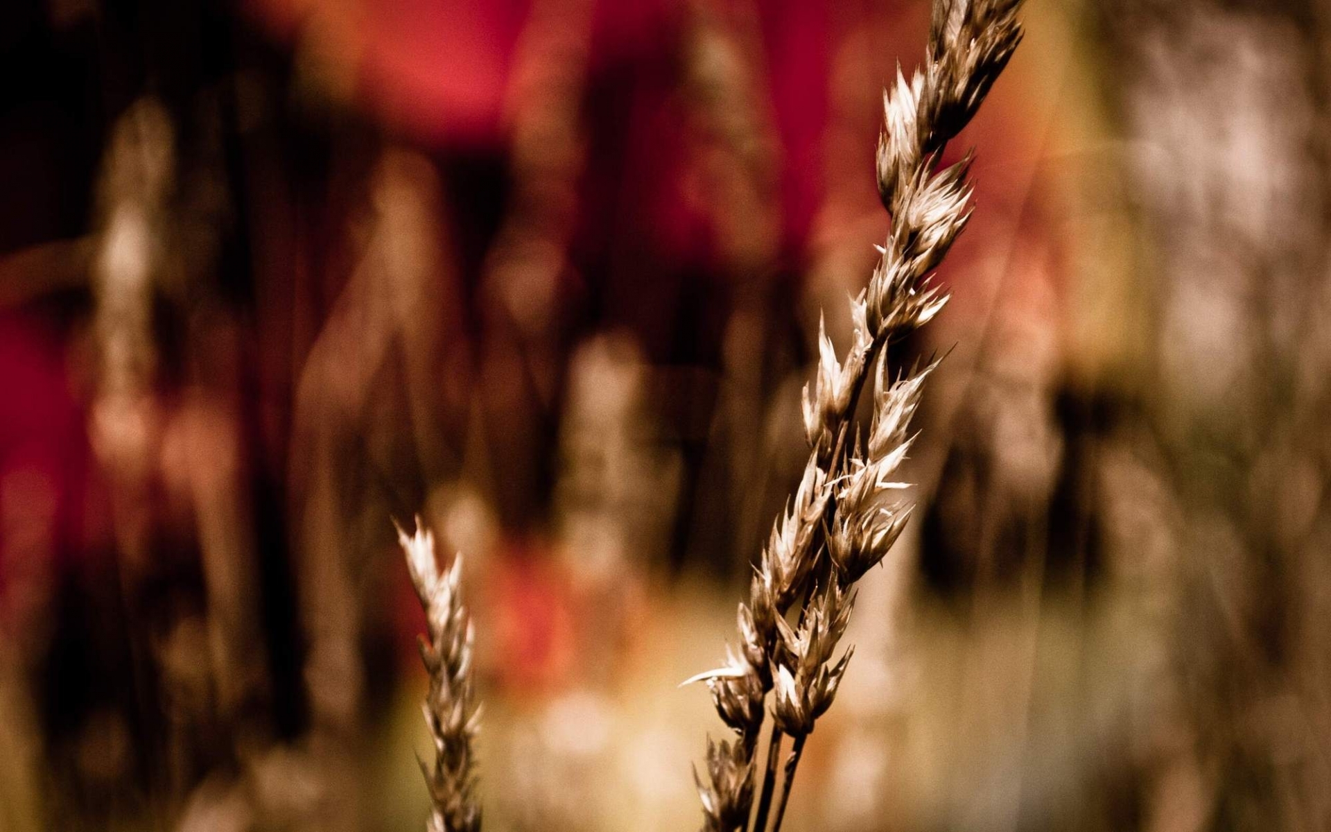 Free download wallpaper Plants, Wheat on your PC desktop