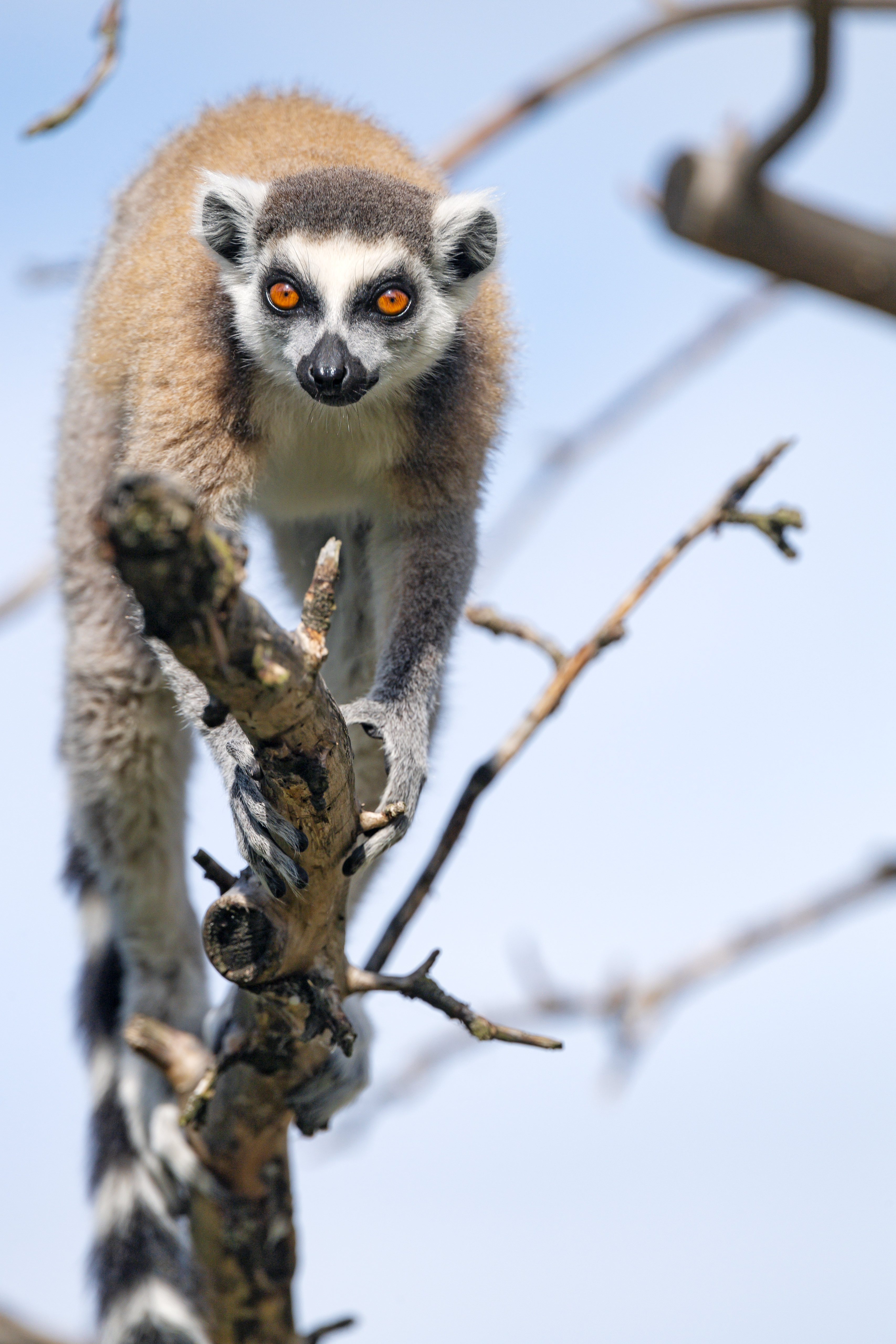 Download mobile wallpaper Lemur, Tree, Wood, Animal, Animals, Funny for free.