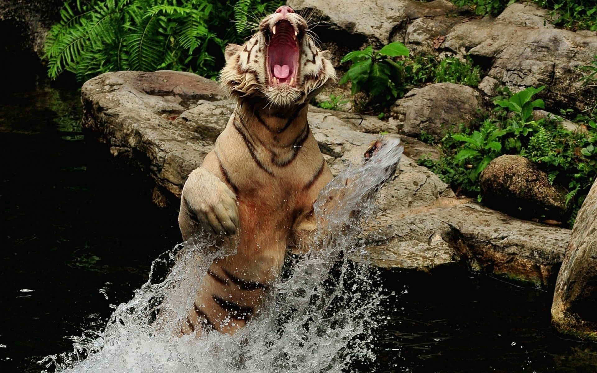 grin, animals, water, stones, spray, tiger, bounce, jump wallpaper for mobile