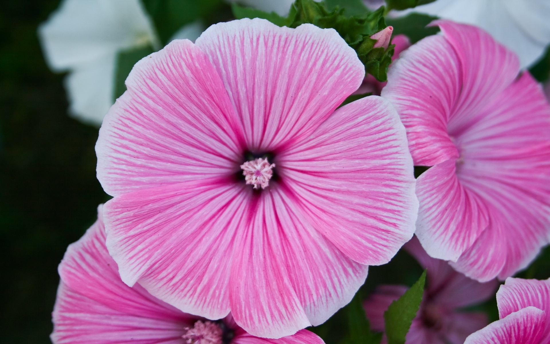 Descarga gratuita de fondo de pantalla para móvil de Verano, Flor Purpura, Flores, Flor, Tierra/naturaleza.