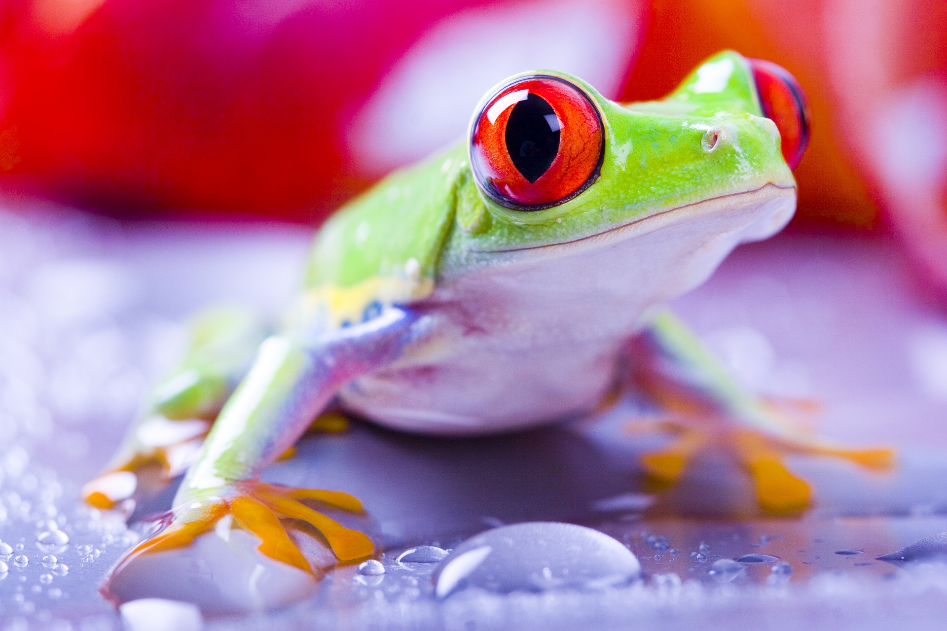 Download mobile wallpaper Frogs, Animal, Tree Frog, Red Eyed Tree Frog for free.