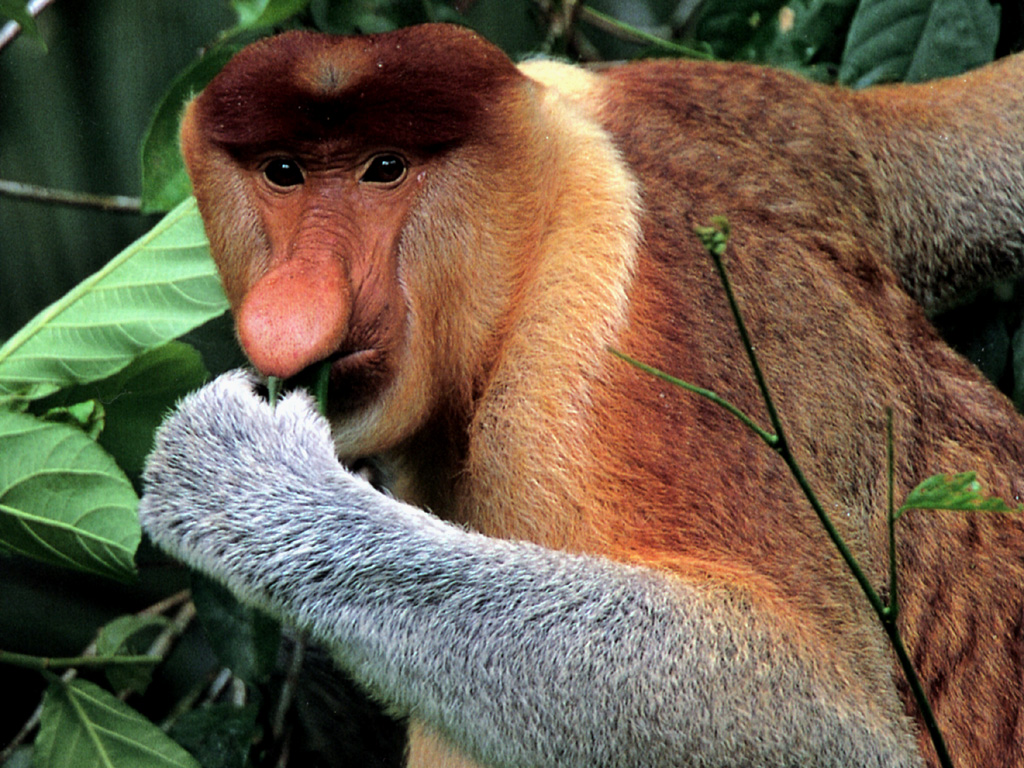 animal, proboscis monkey, monkey