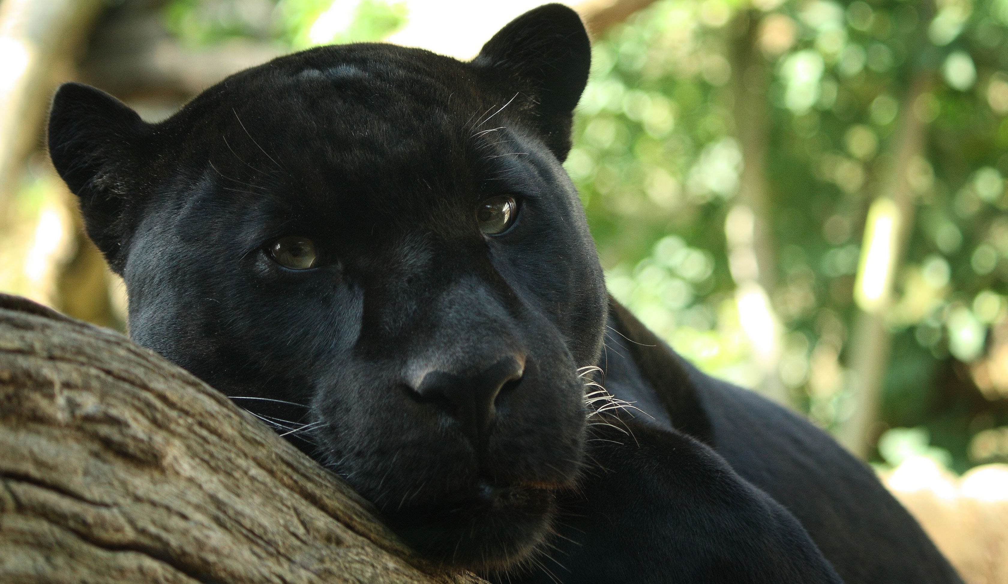 1474852 скачать картинку животные, черная пантера - обои и заставки бесплатно