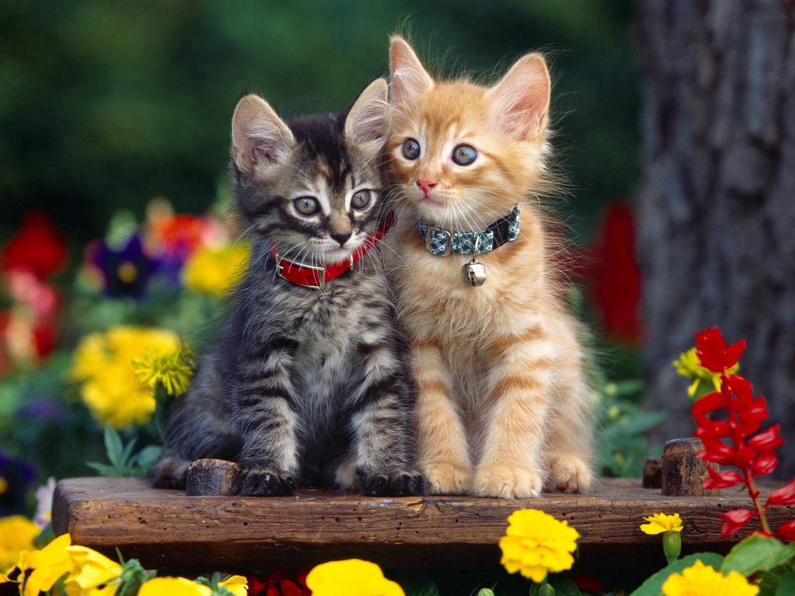 118084 descargar fondo de pantalla gatitos, animales, flores, pareja, par, collar, cuello: protectores de pantalla e imágenes gratis