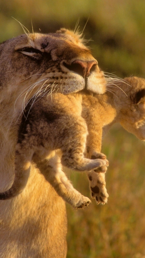 1102374 Protetores de tela e papéis de parede Gatos em seu telefone. Baixe  fotos gratuitamente