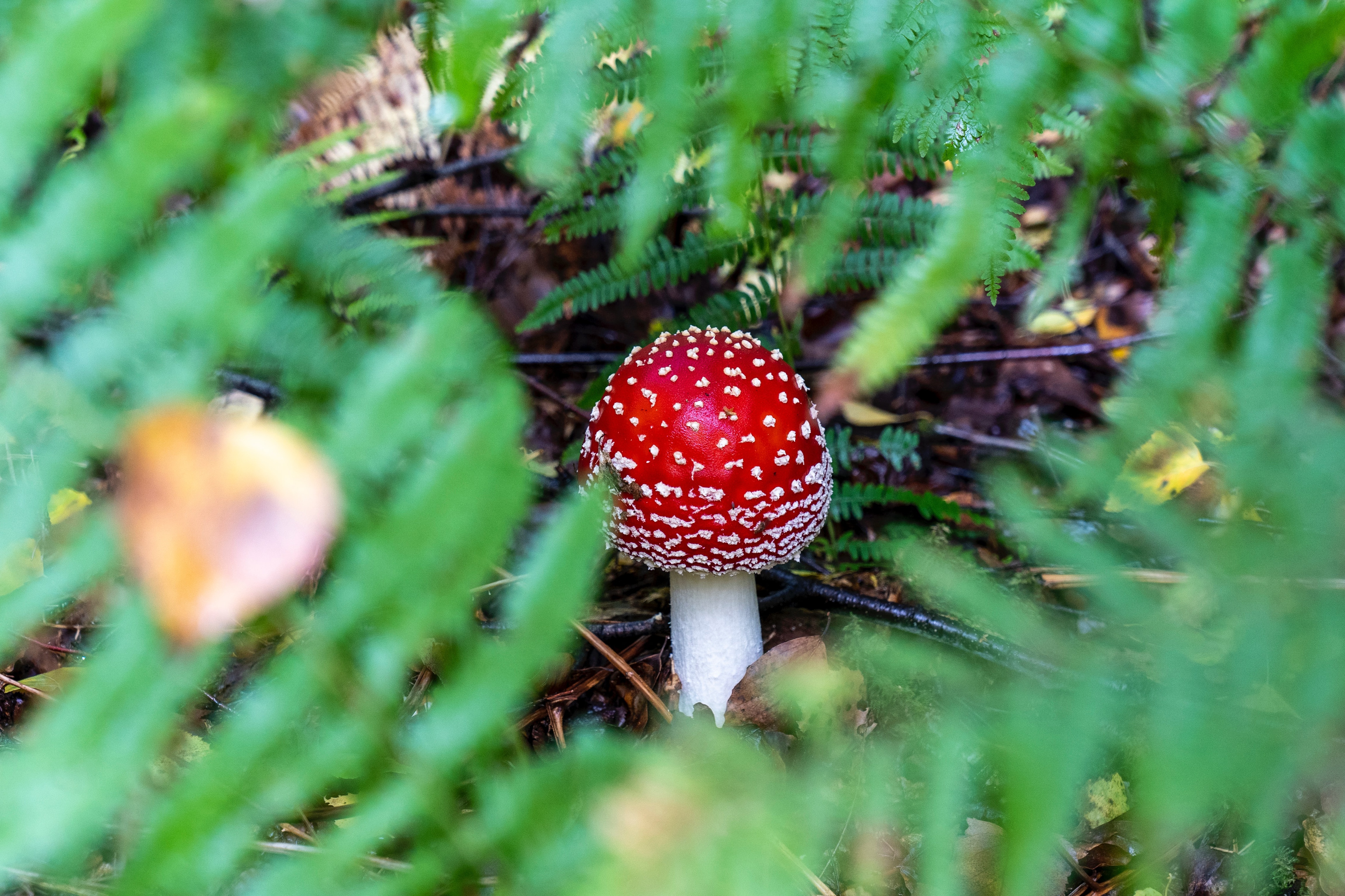 earth, mushroom, blur, fern, fly agaric