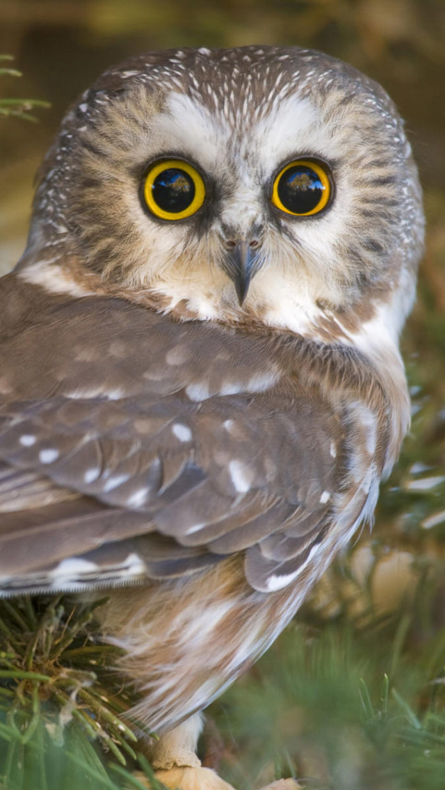 Download mobile wallpaper Birds, Owl, Bird, Animal for free.