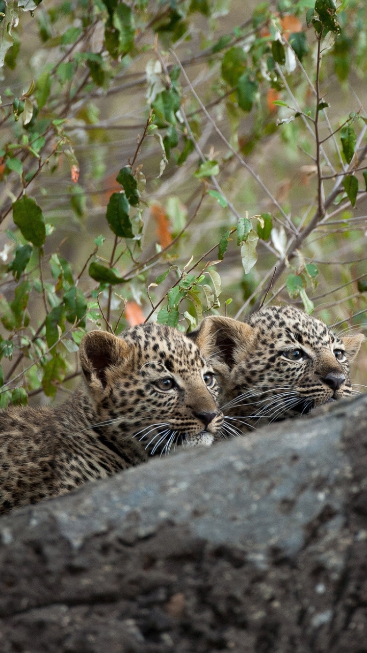 Handy-Wallpaper Tiere, Katzen, Leopard kostenlos herunterladen.